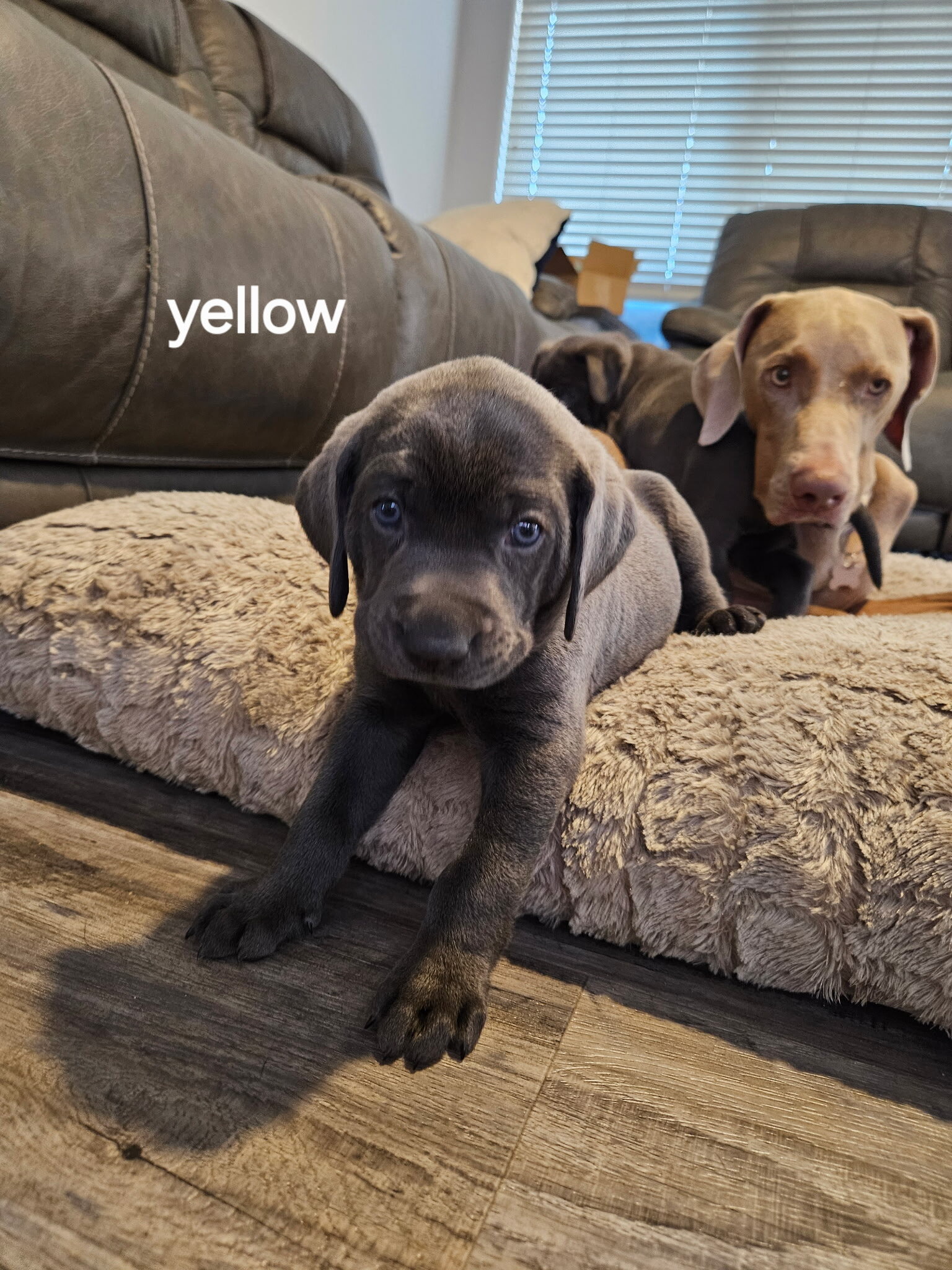 Labmaraner puppies image 8