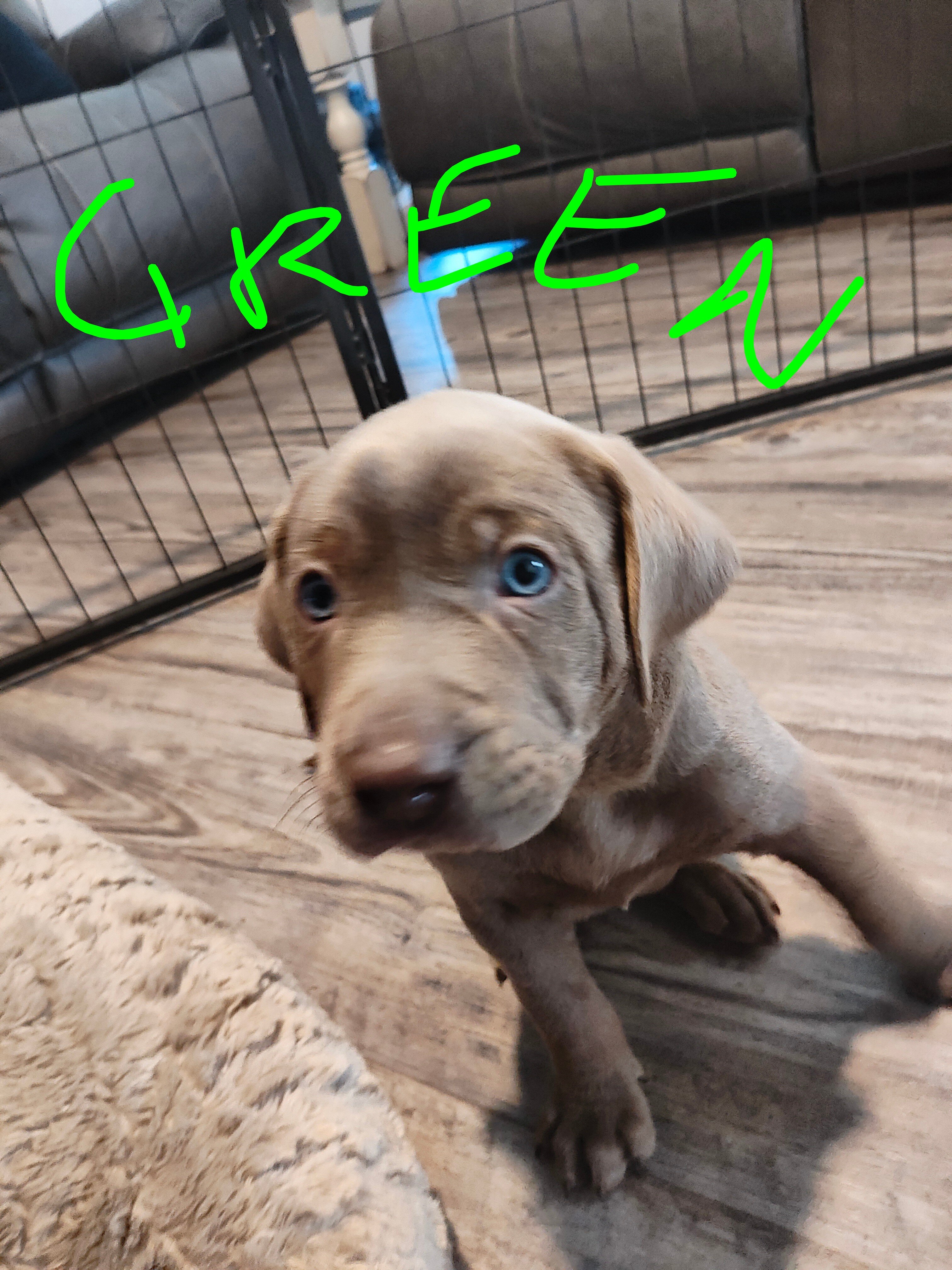 Labmaraner puppies image 3
