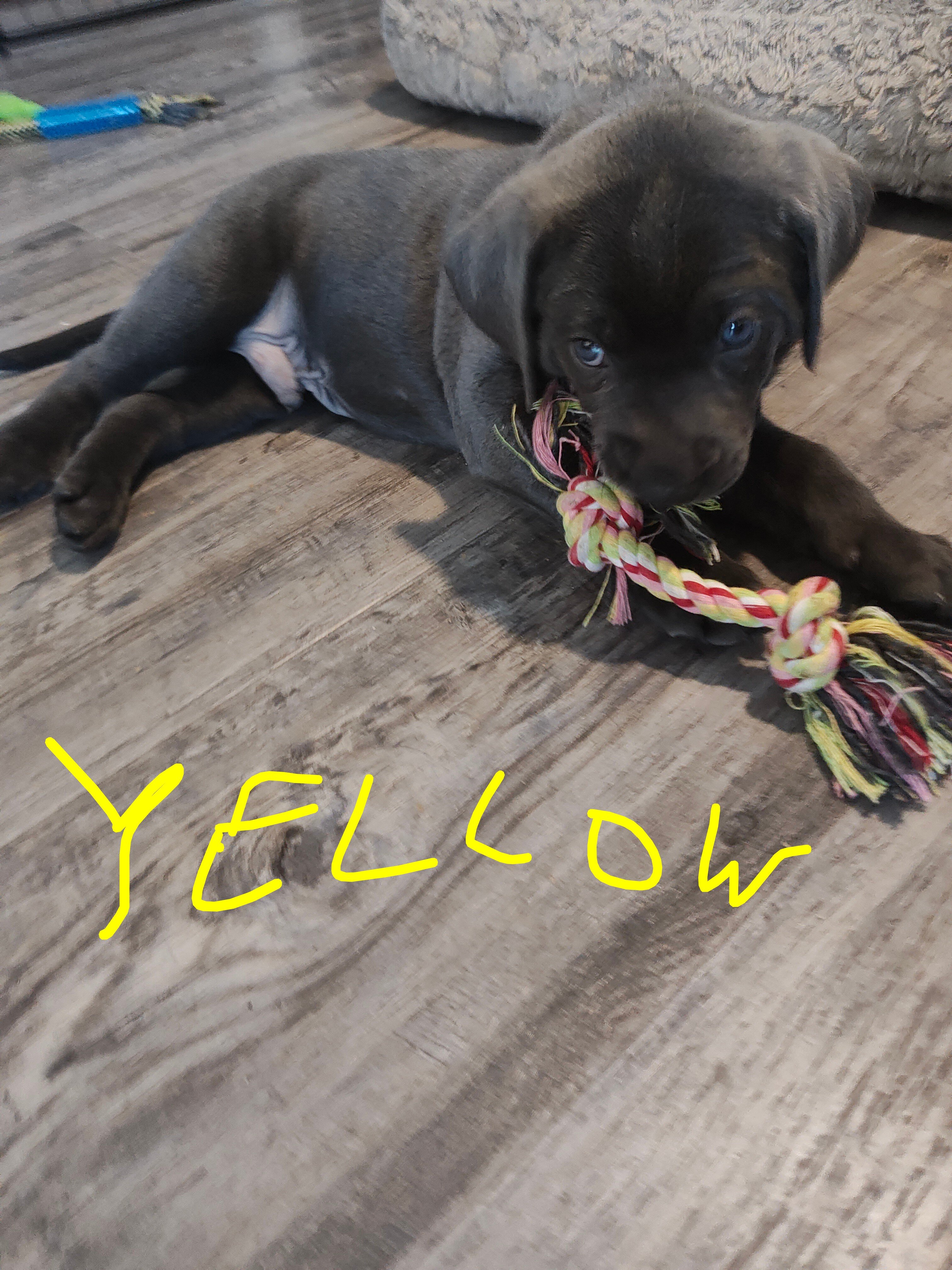 Labmaraner puppies image 2