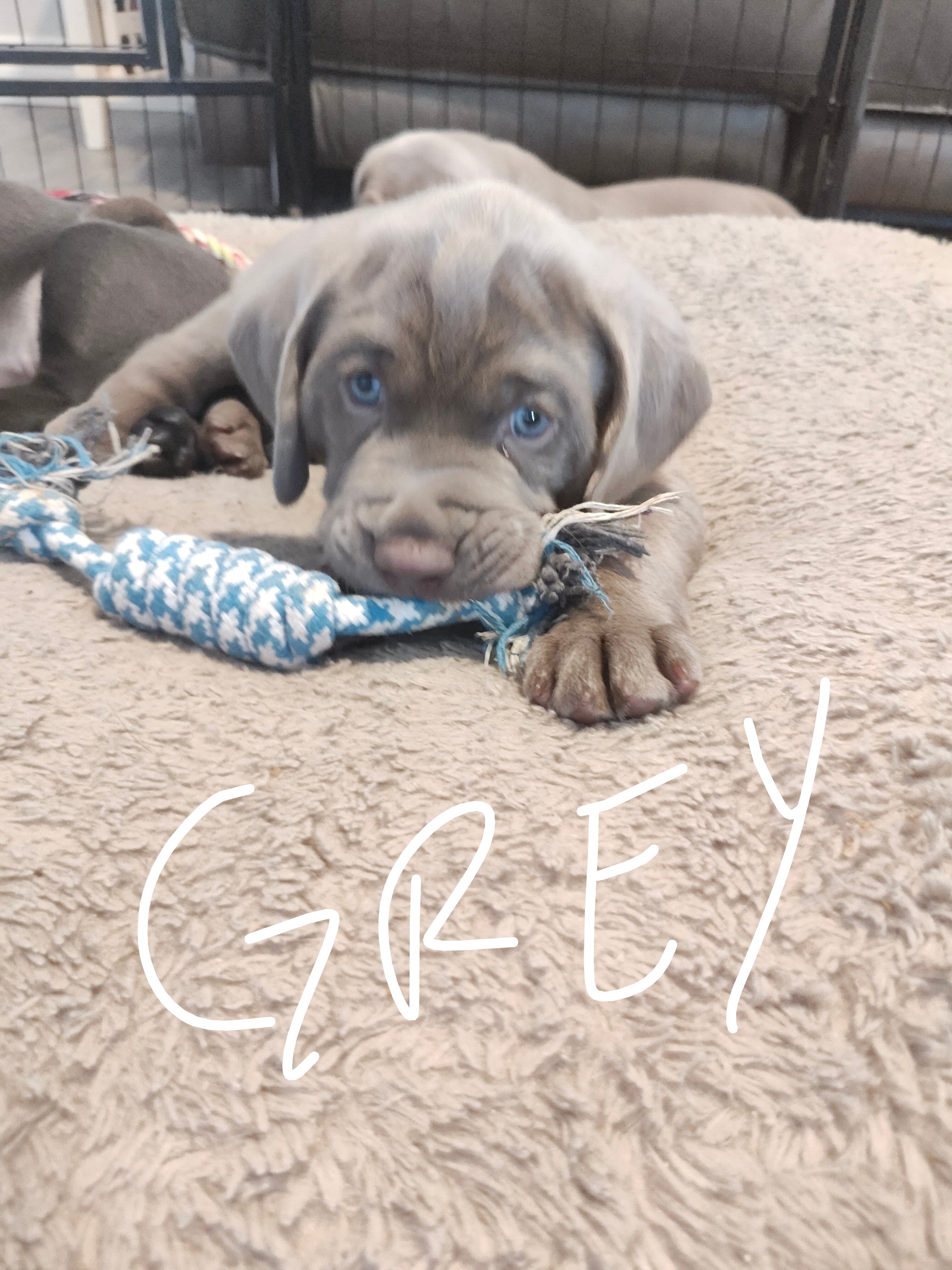 Labmaraner puppies image 1