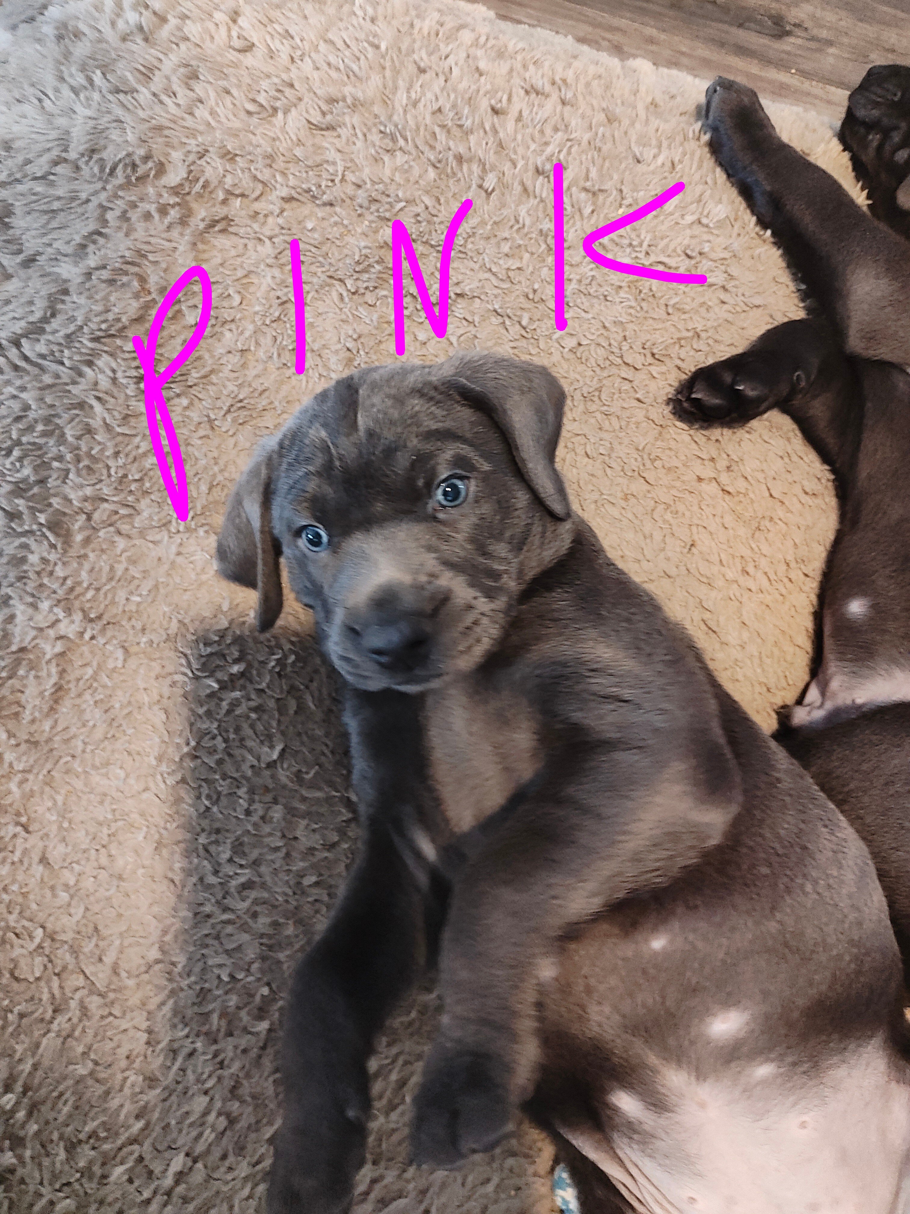 Labmaraner puppies image 4