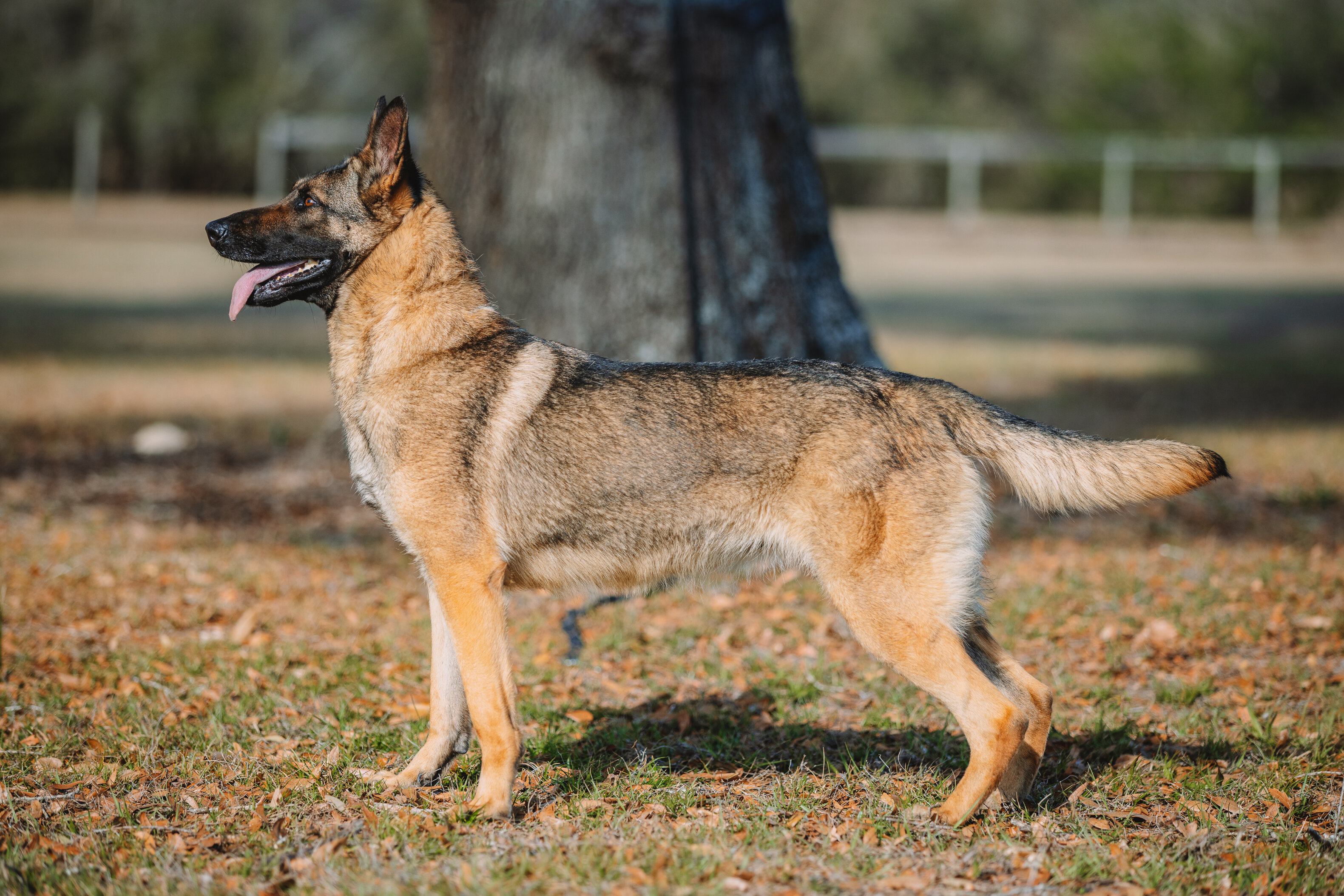 European Line German Shepherd image 2