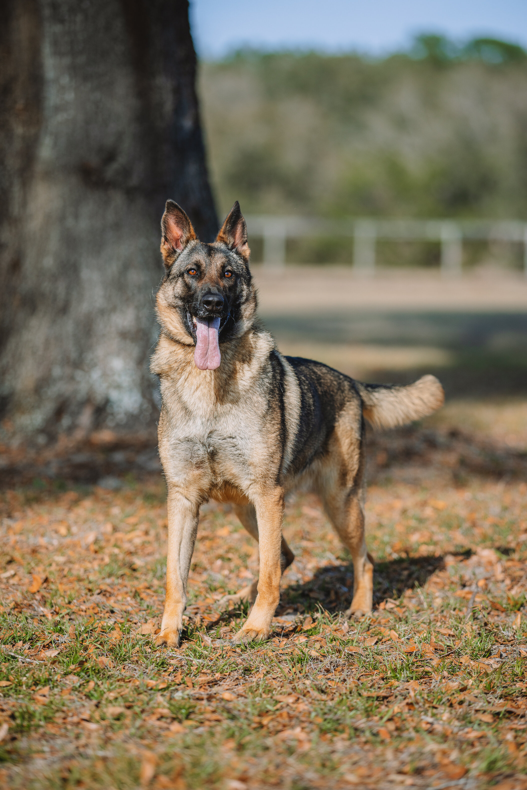 European Line German Shepherd image 3