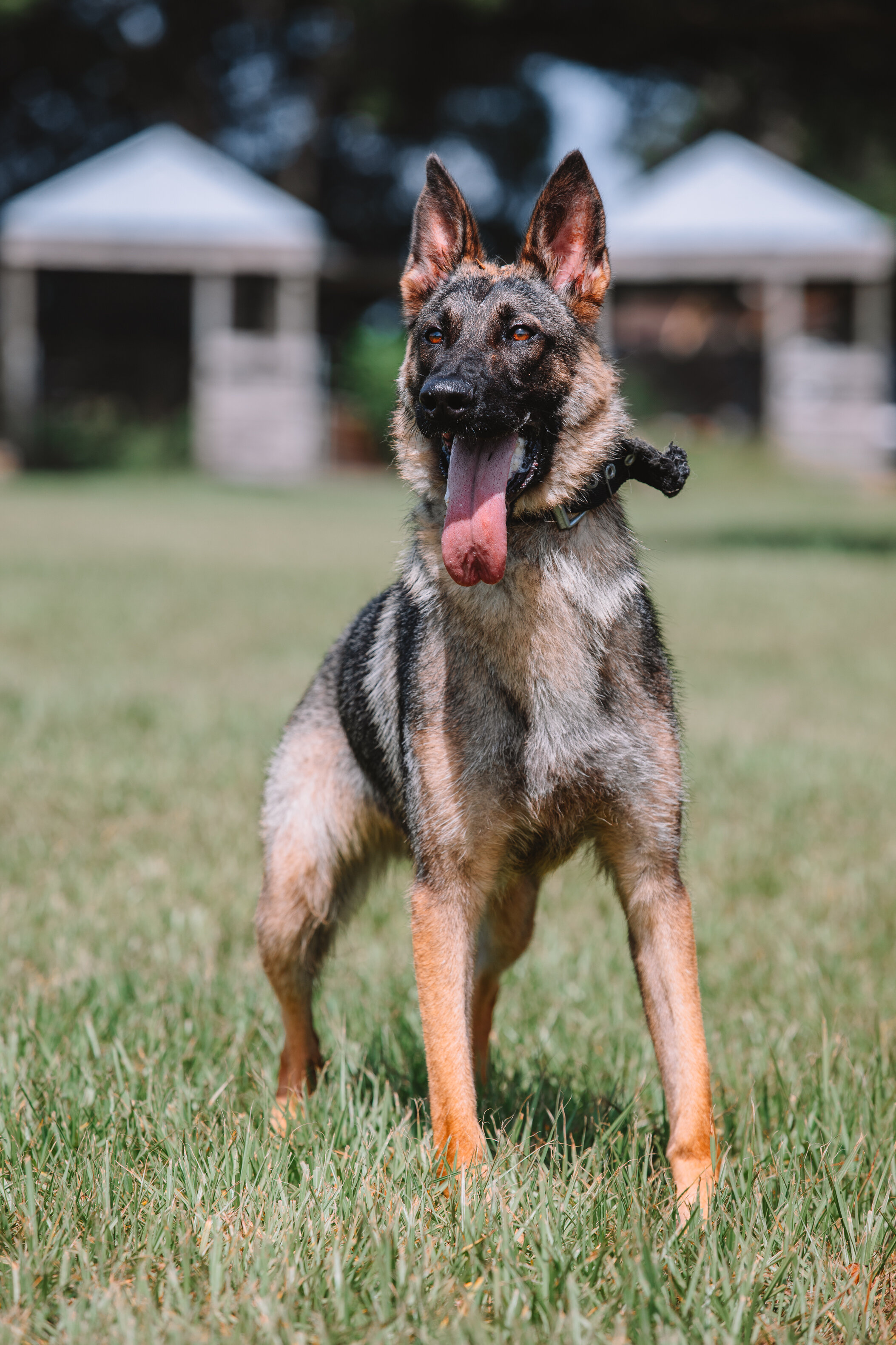 European Line German Shepherd image 1