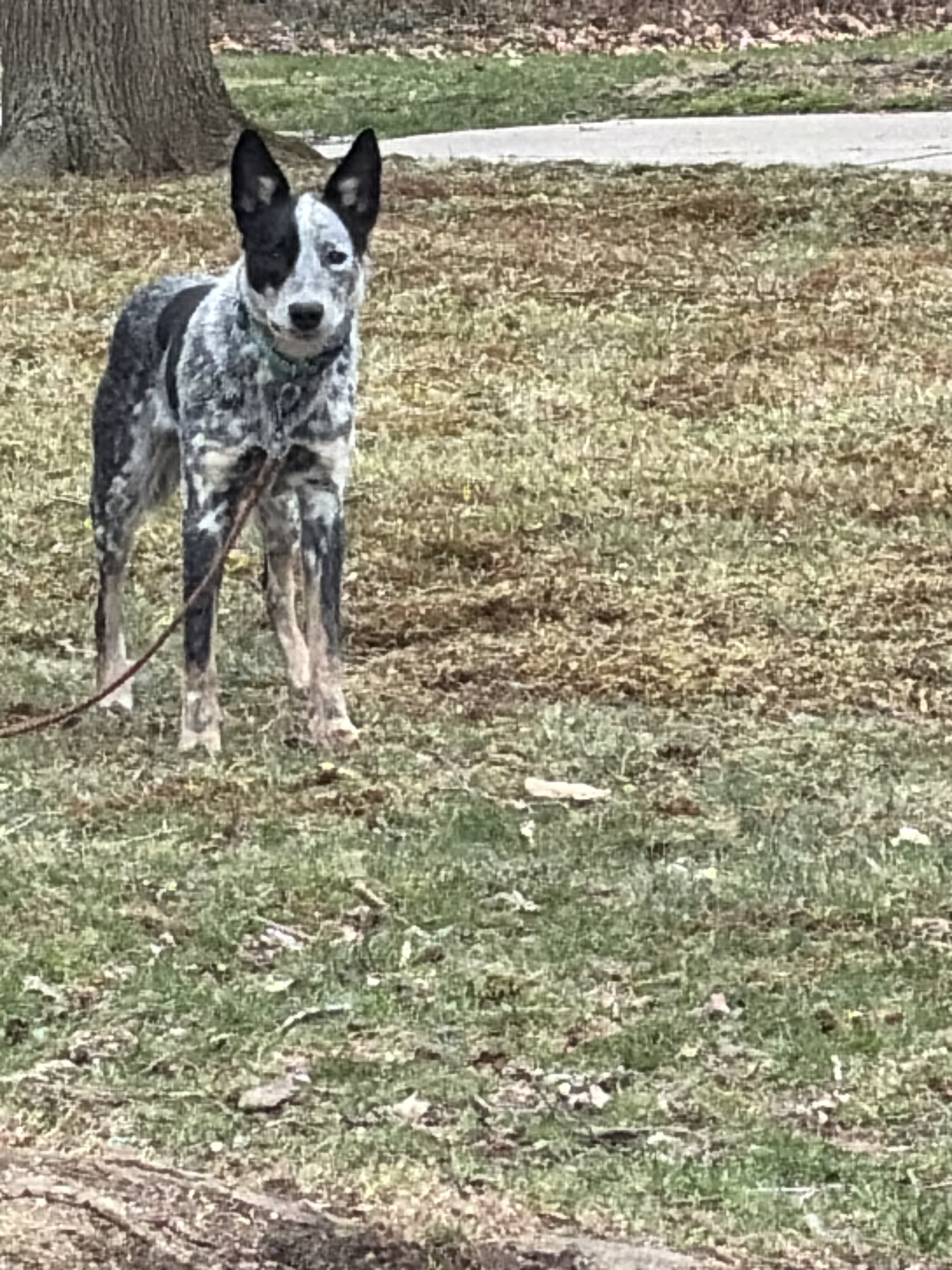 Australian blue heeler image 1
