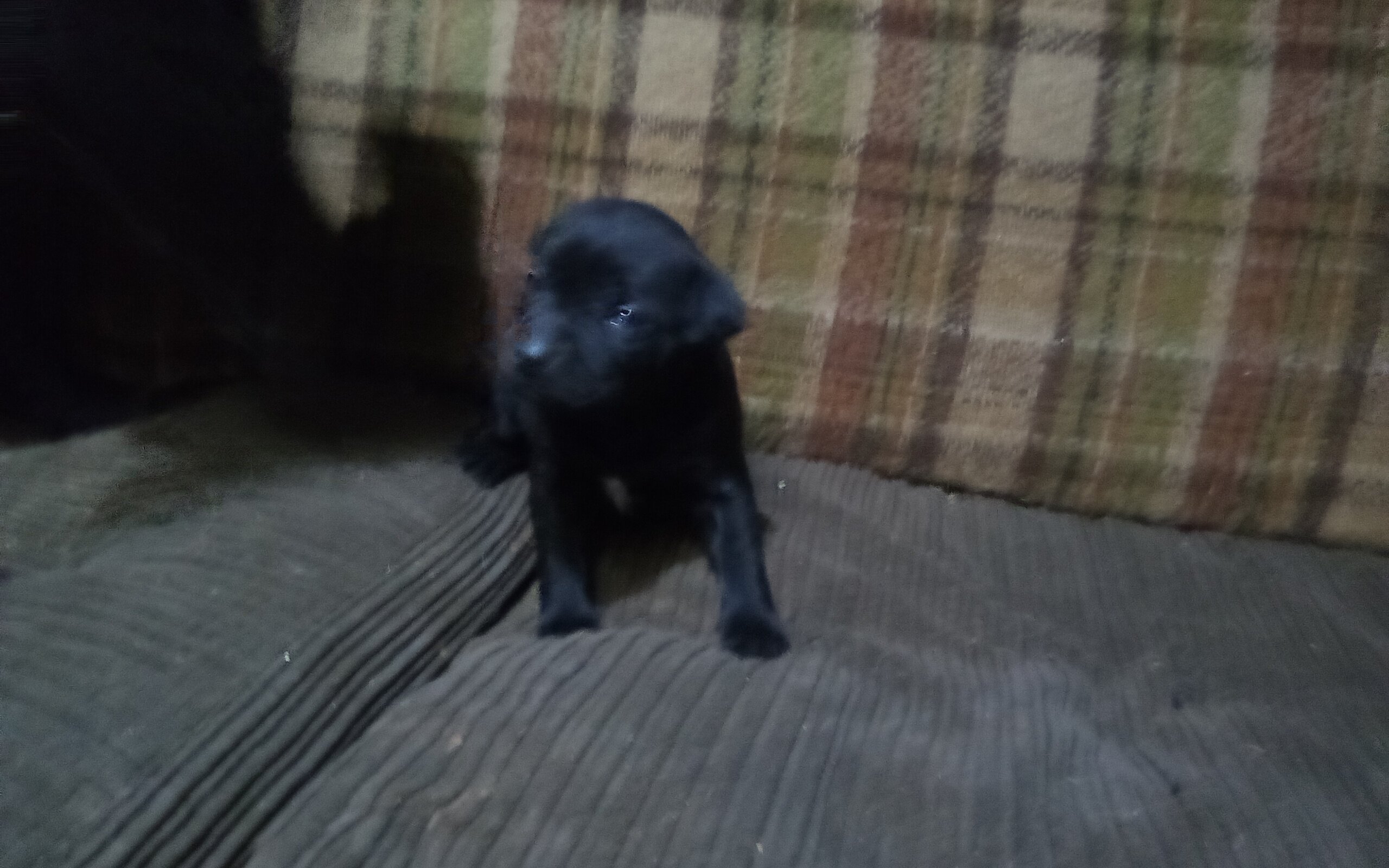 Puppy image 1