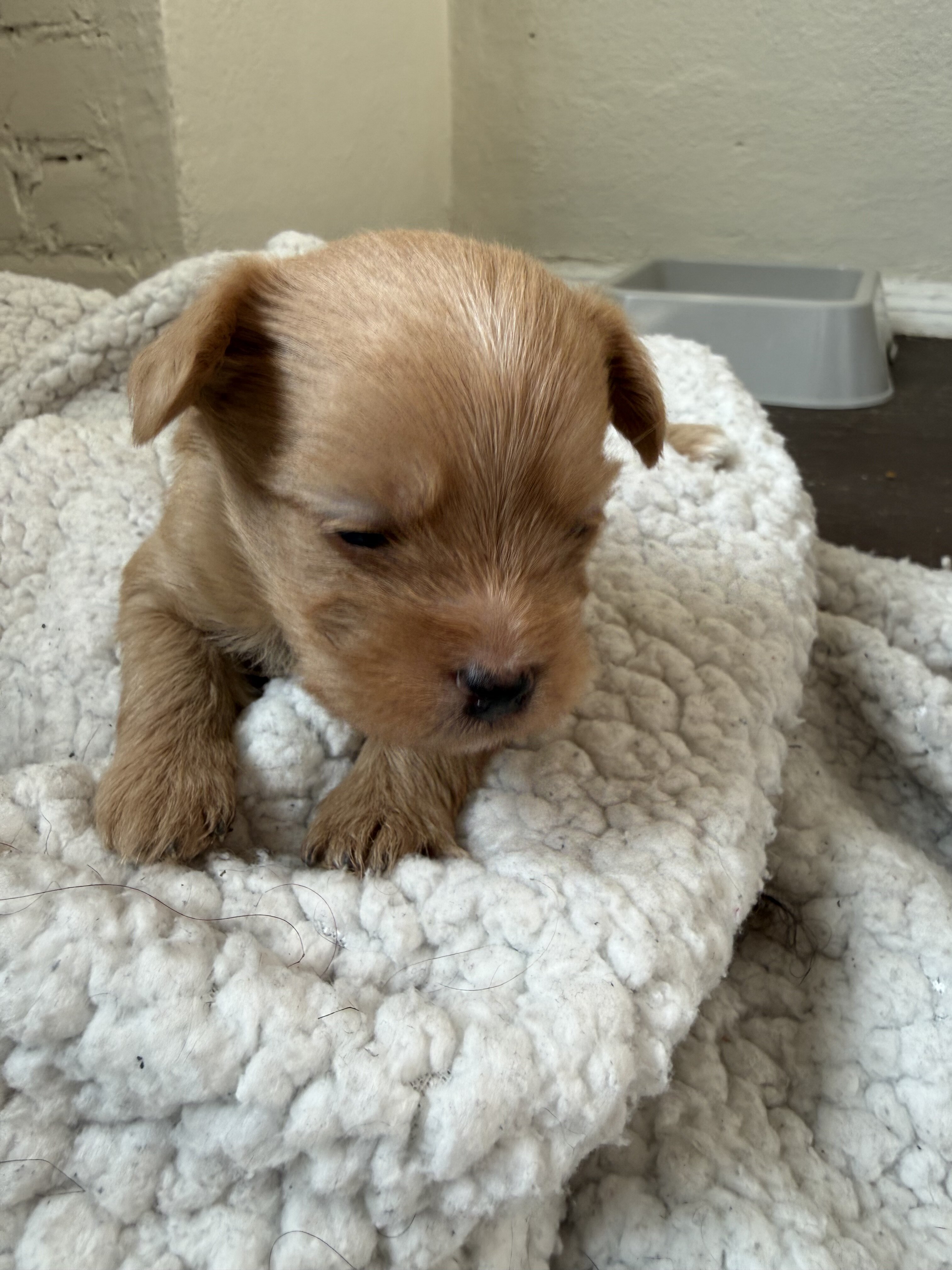 Puppies yorki & mini shnauzer mix image 2