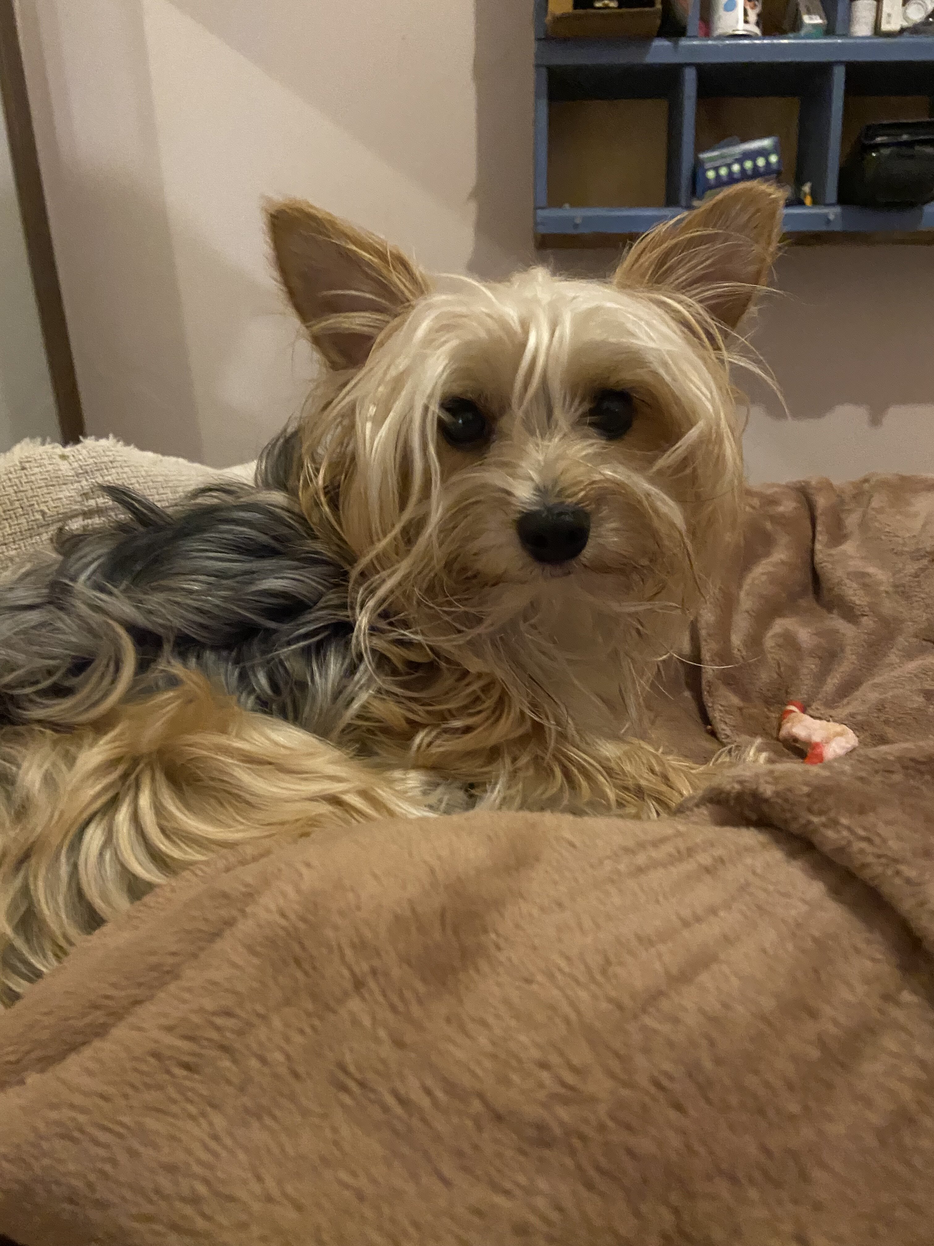 Shorkies image 6