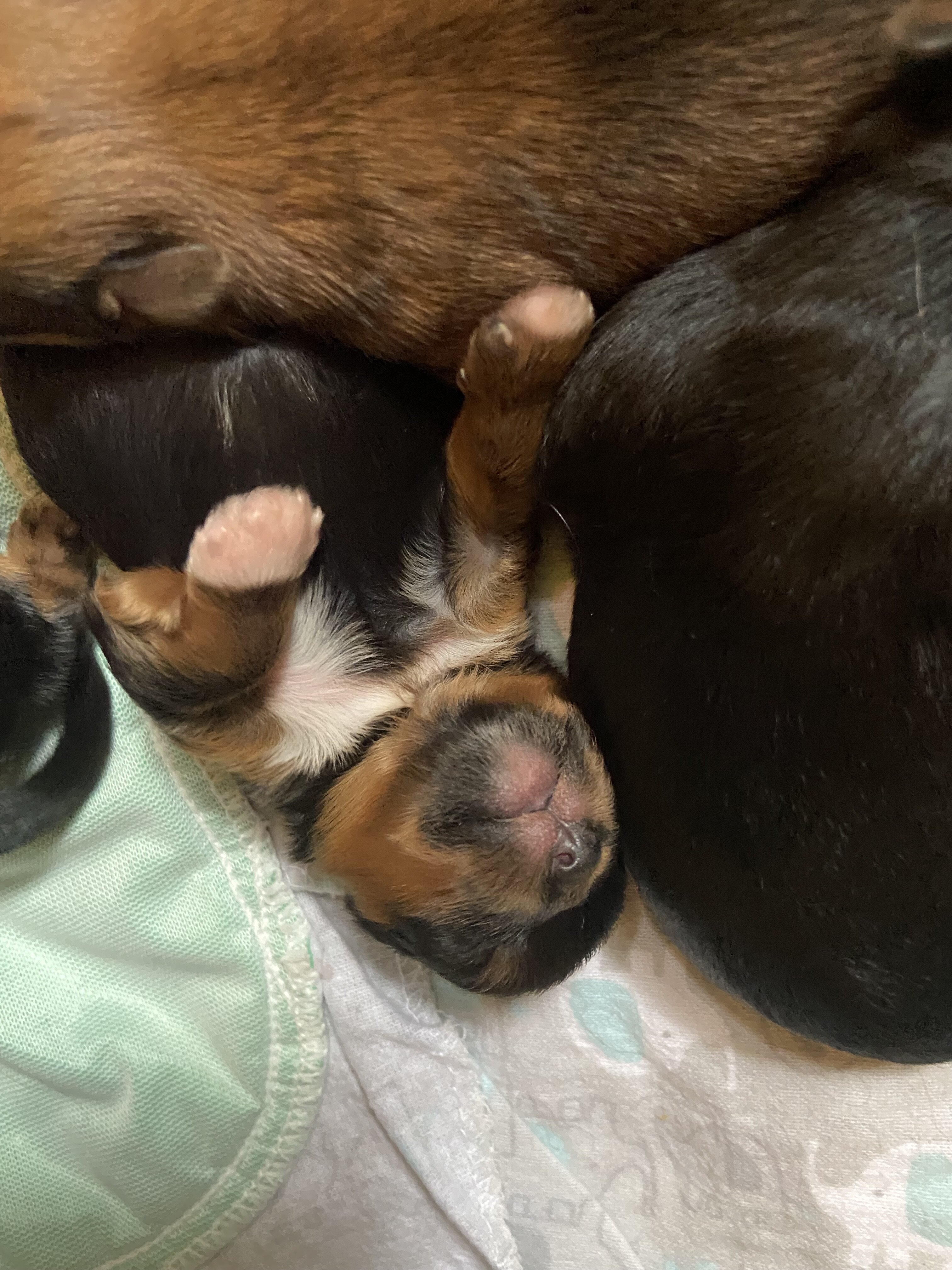 Shorkies image 5