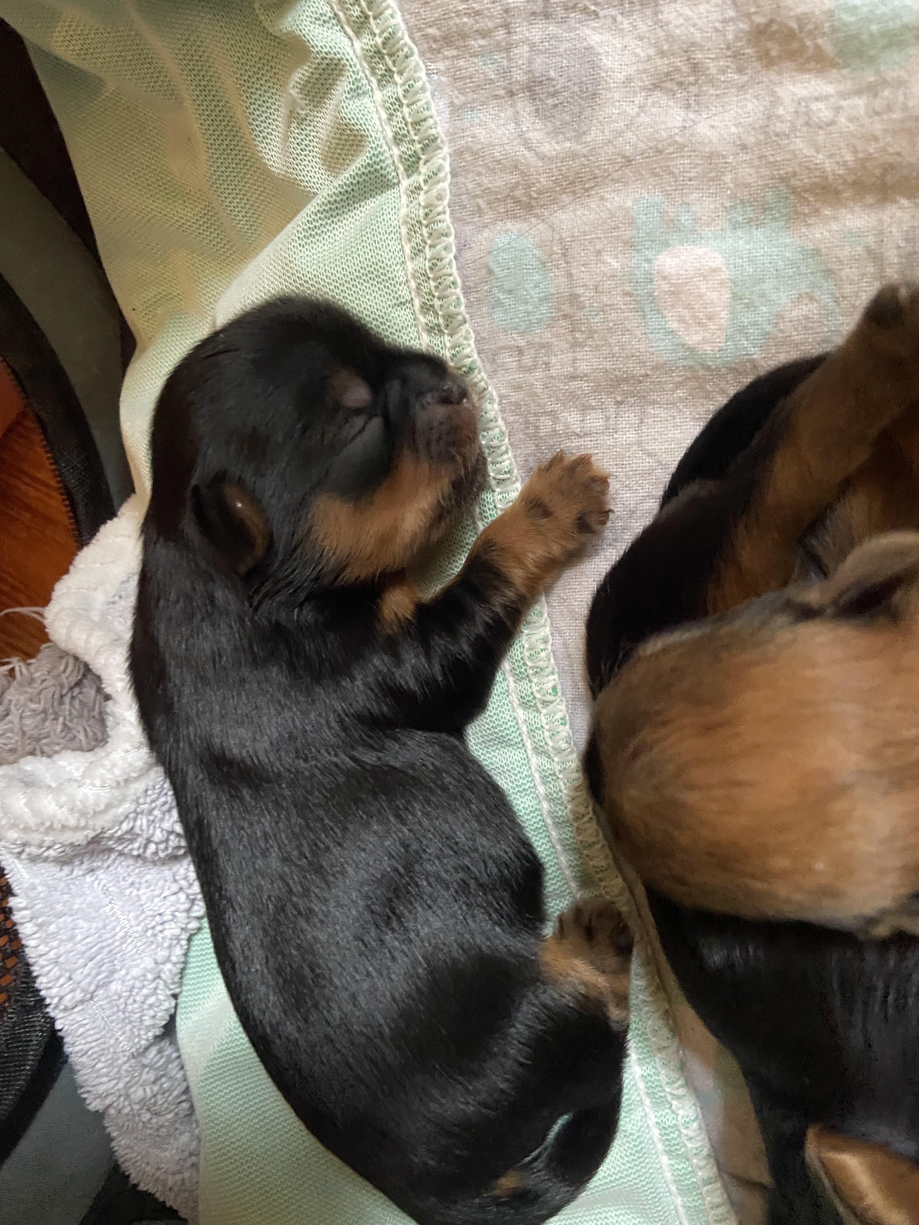 Shorkies image 4