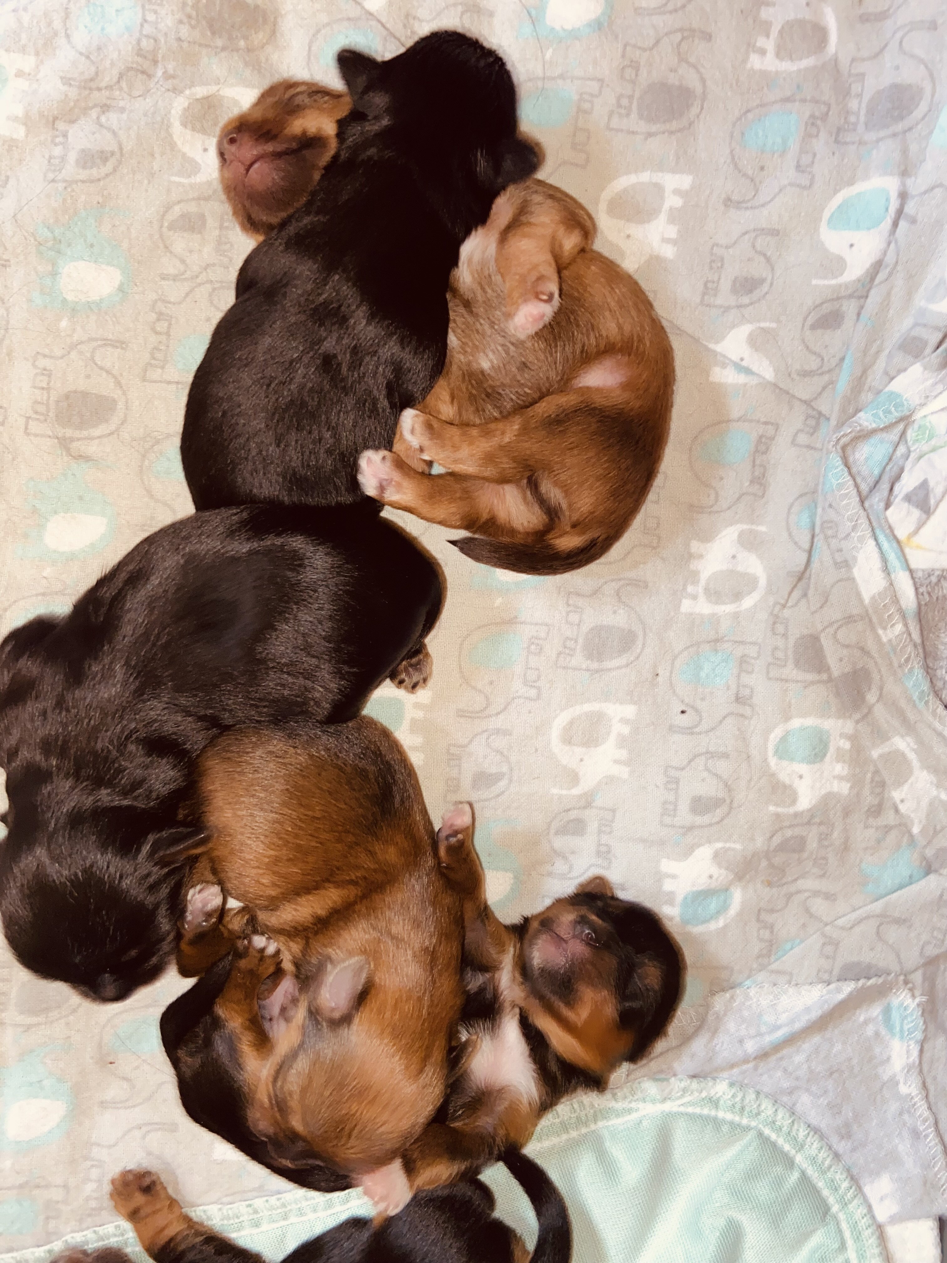 Shorkies image 1