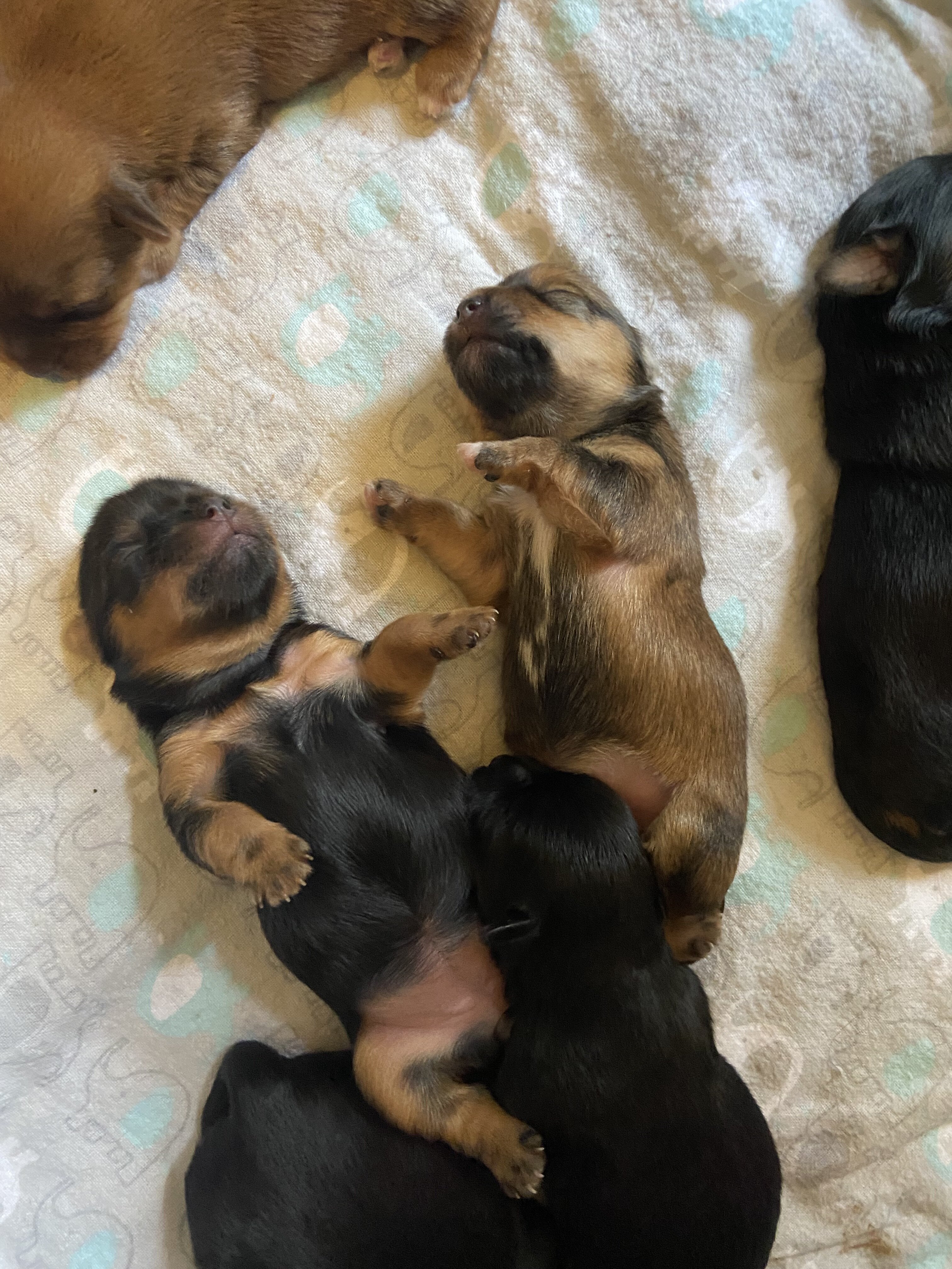 Shorkies image 3