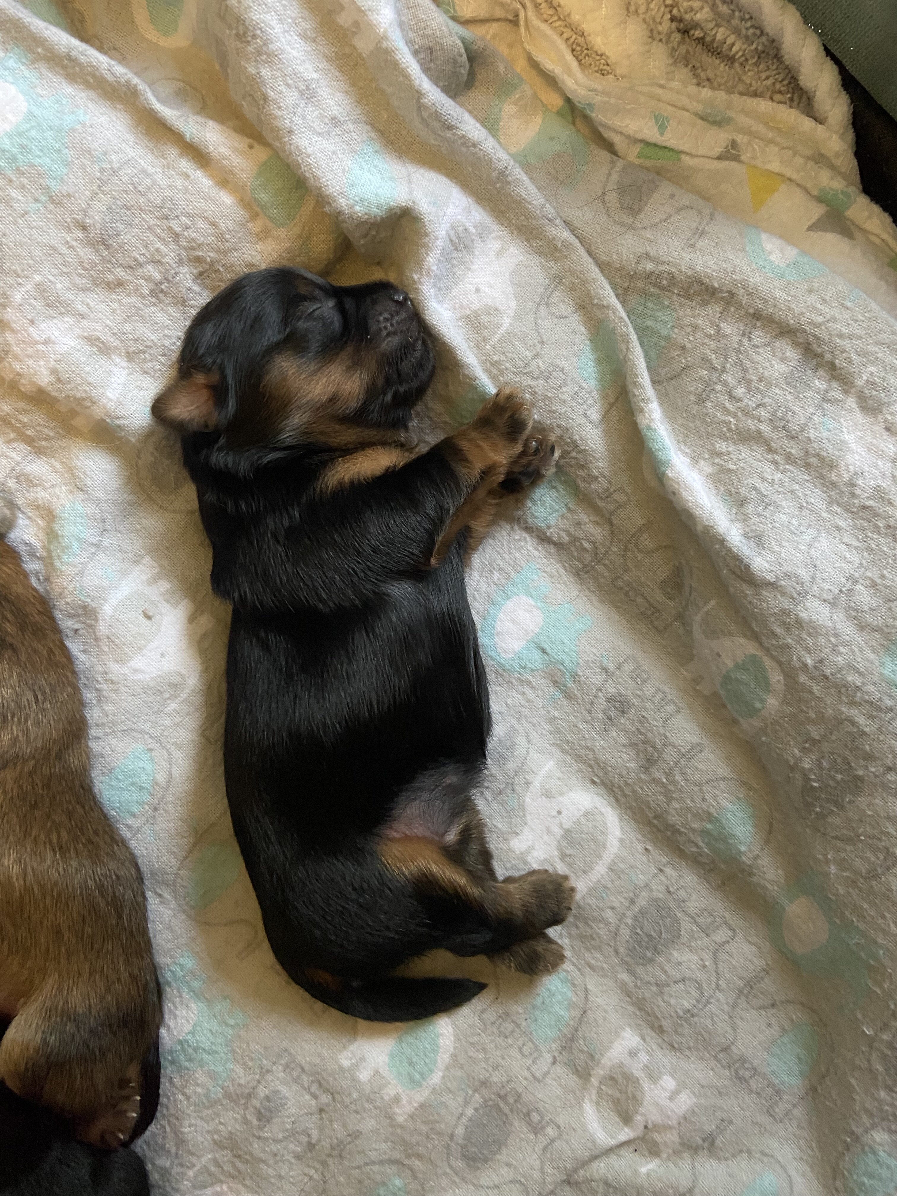 Shorkies image 2