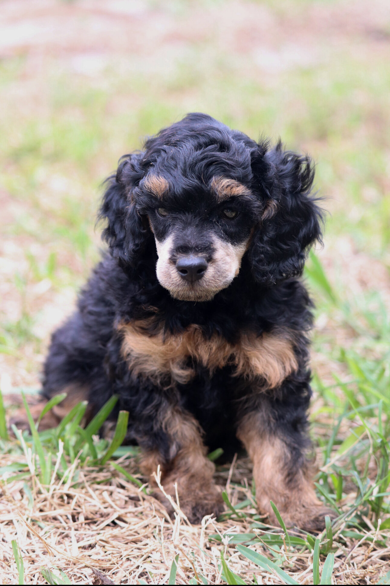Mini Poodle Puppies image 1