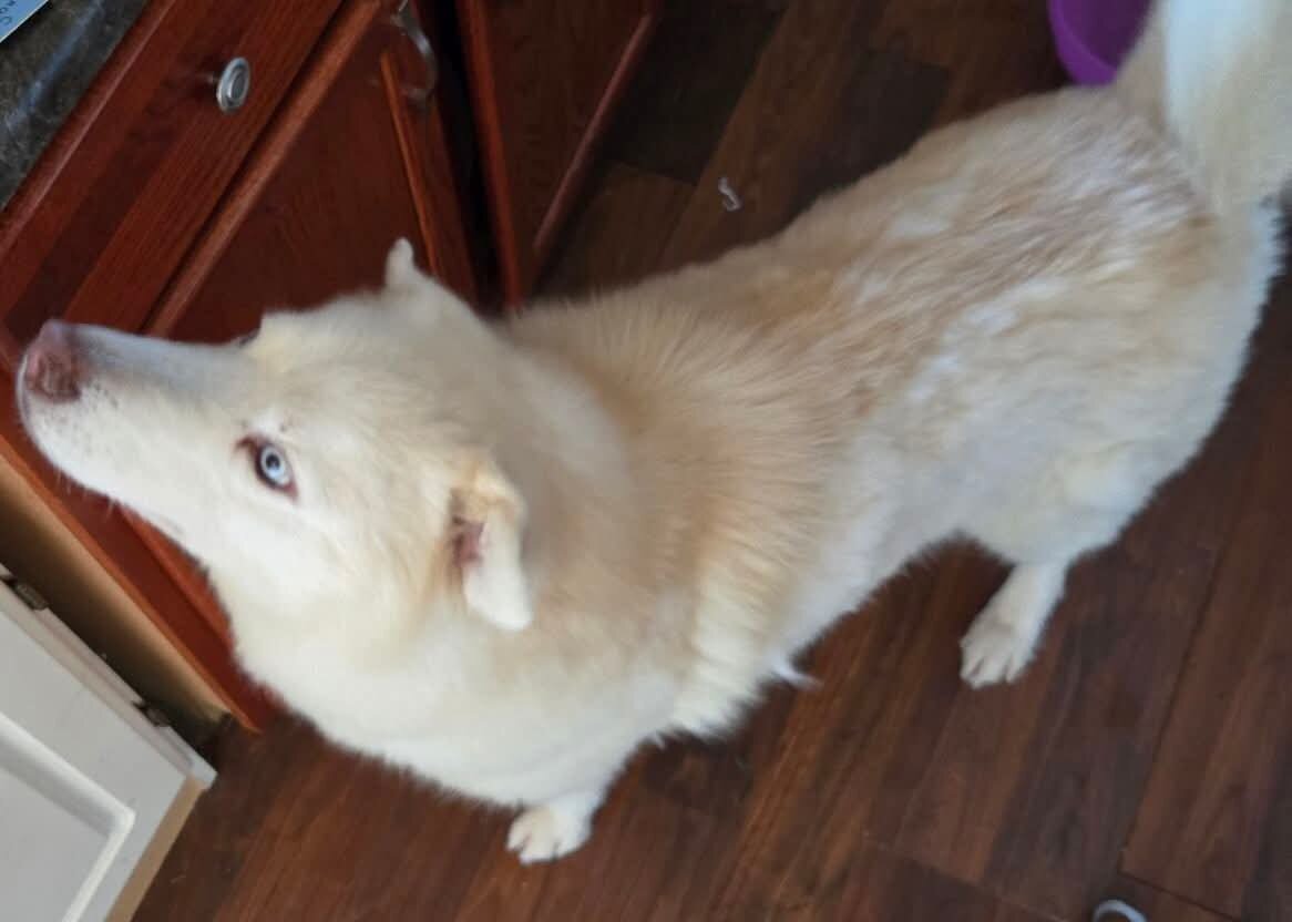 Hallow (White male huskie) image 1