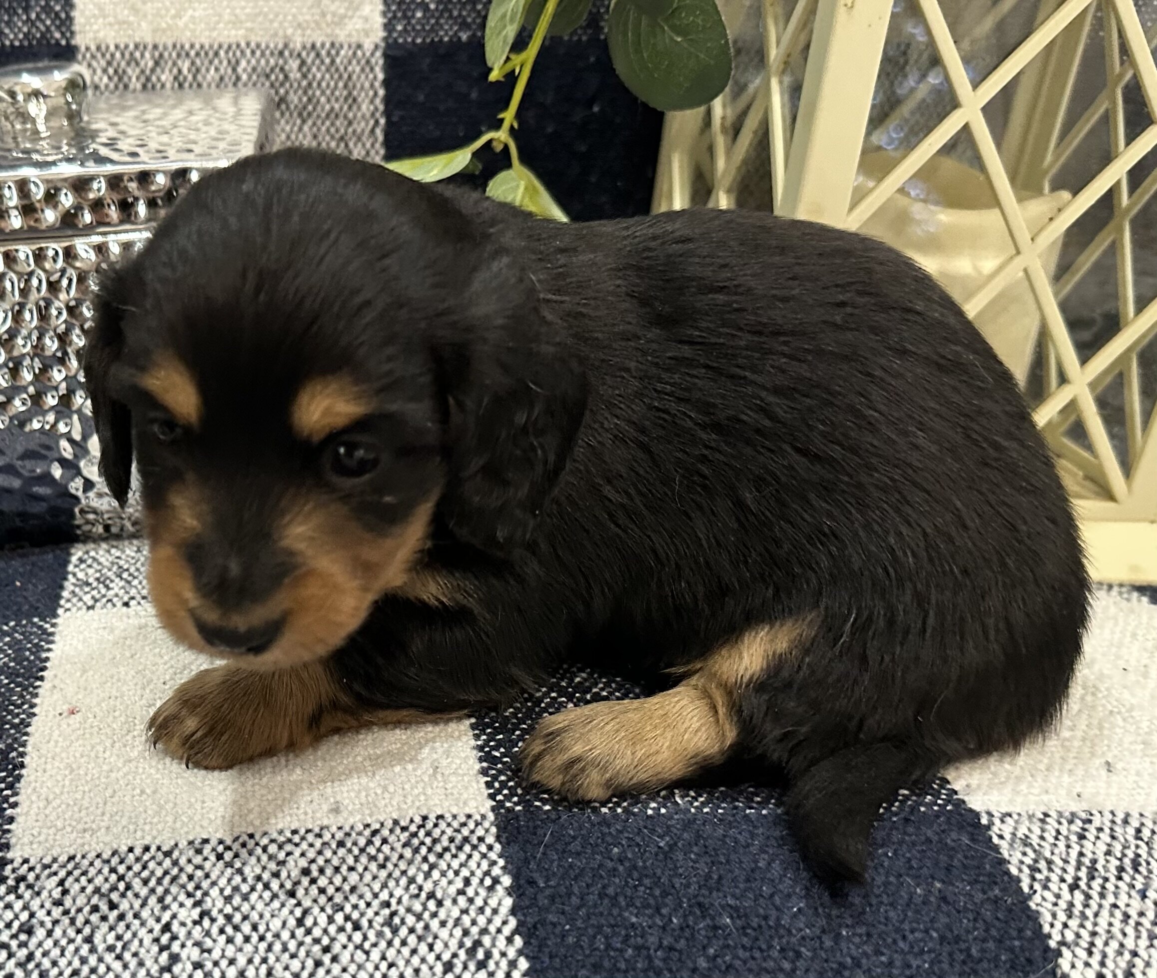 Sweet Mini Dachshund Female puppy image 2