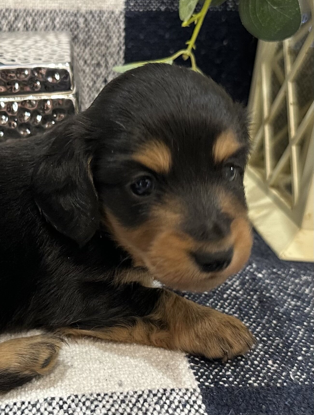 Sweet Mini Dachshund Female puppy image 1