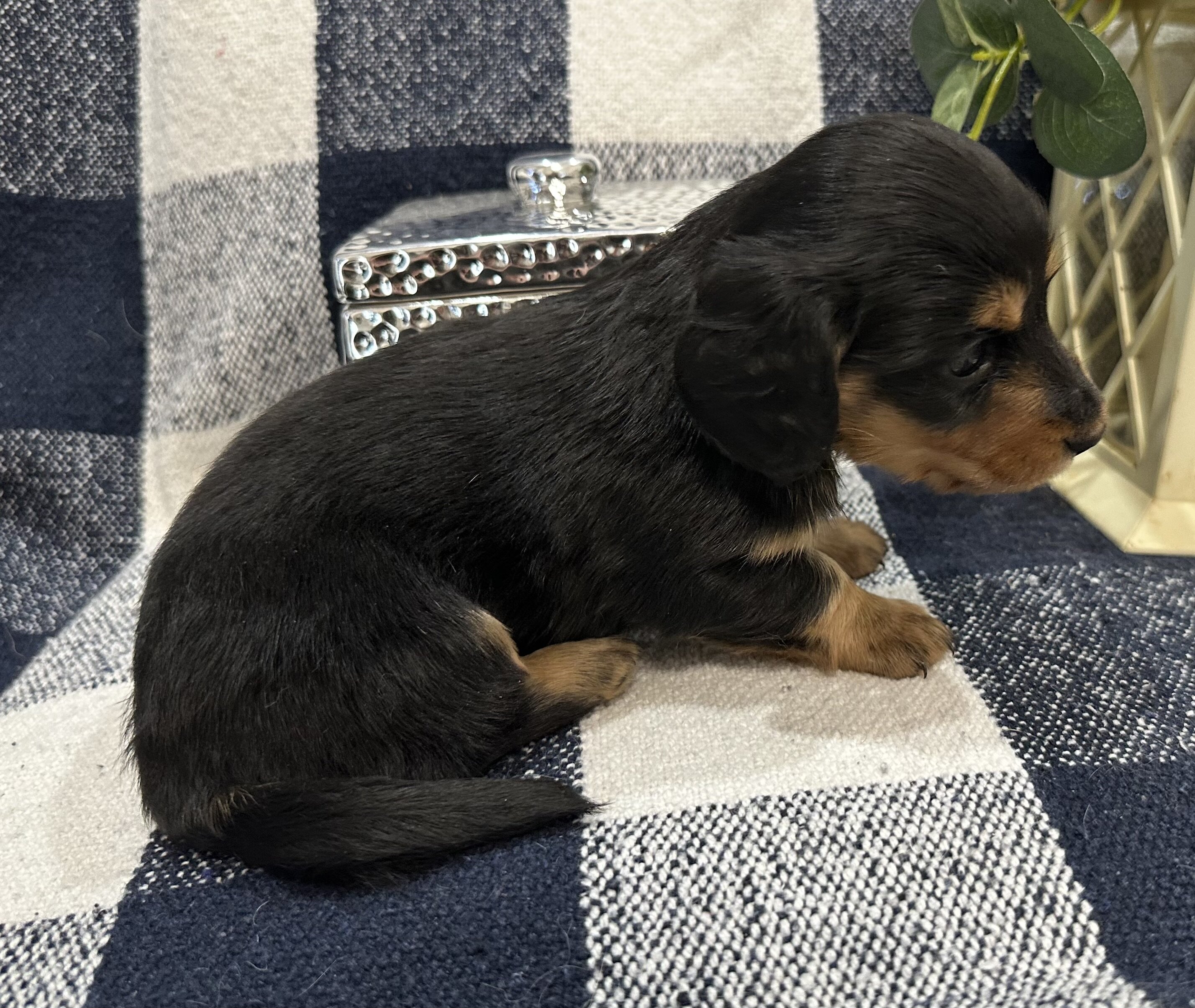 Sweet Mini Dachshund Female puppy image 3