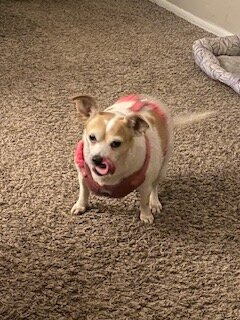 small female chihuahua dog image 1