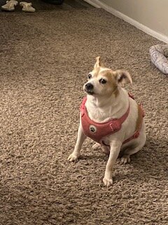small female chihuahua dog image 3