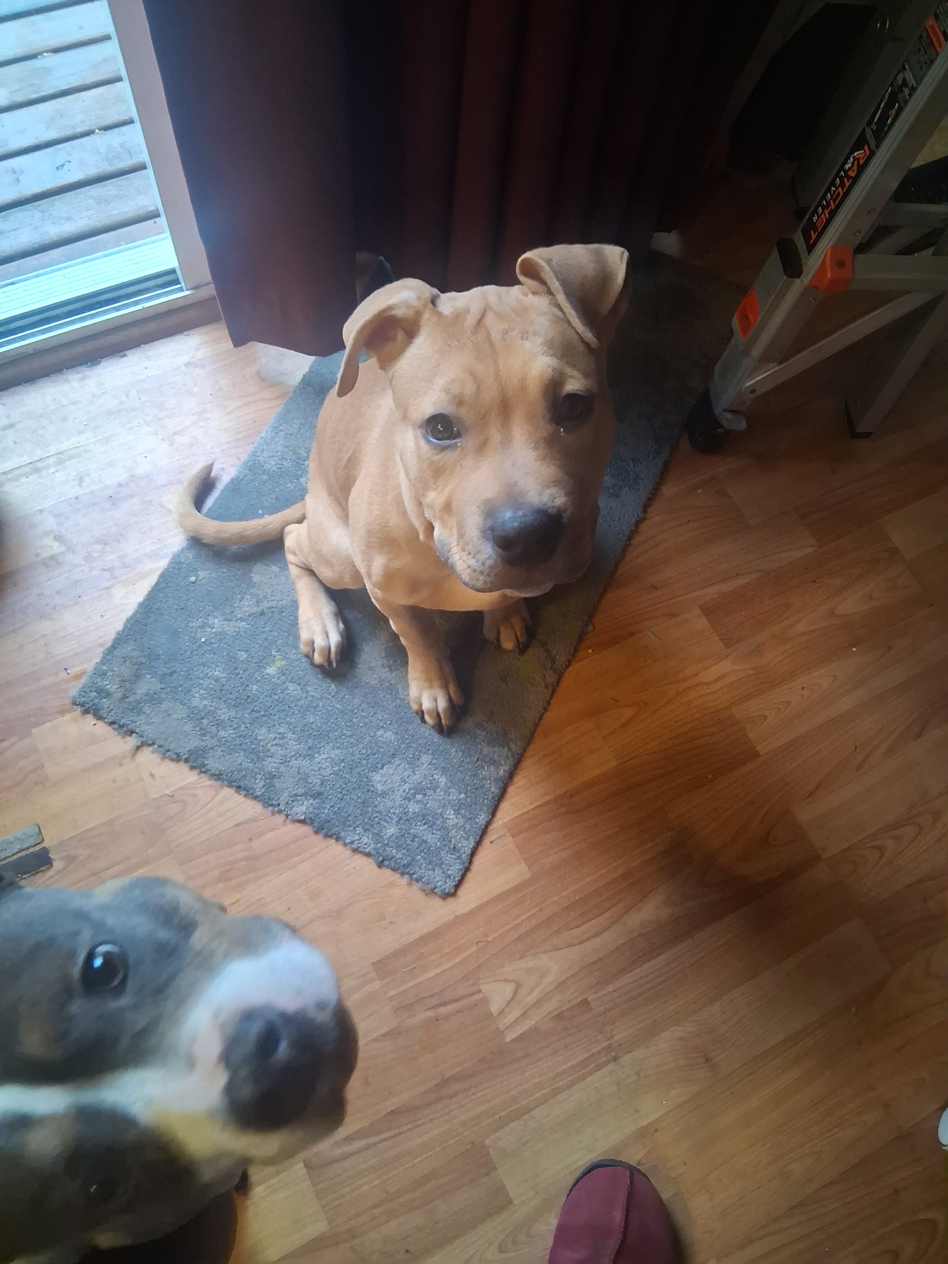4 month old female pit bull puppy image 1