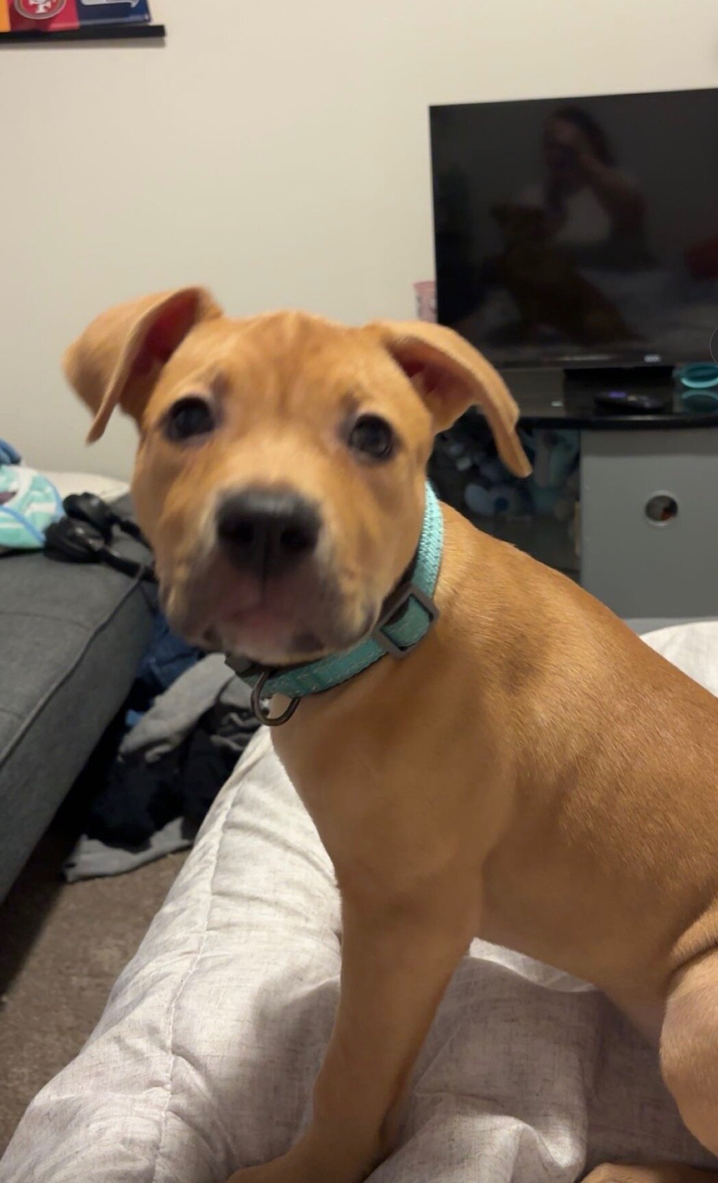 4 month old female pit bull puppy image 2