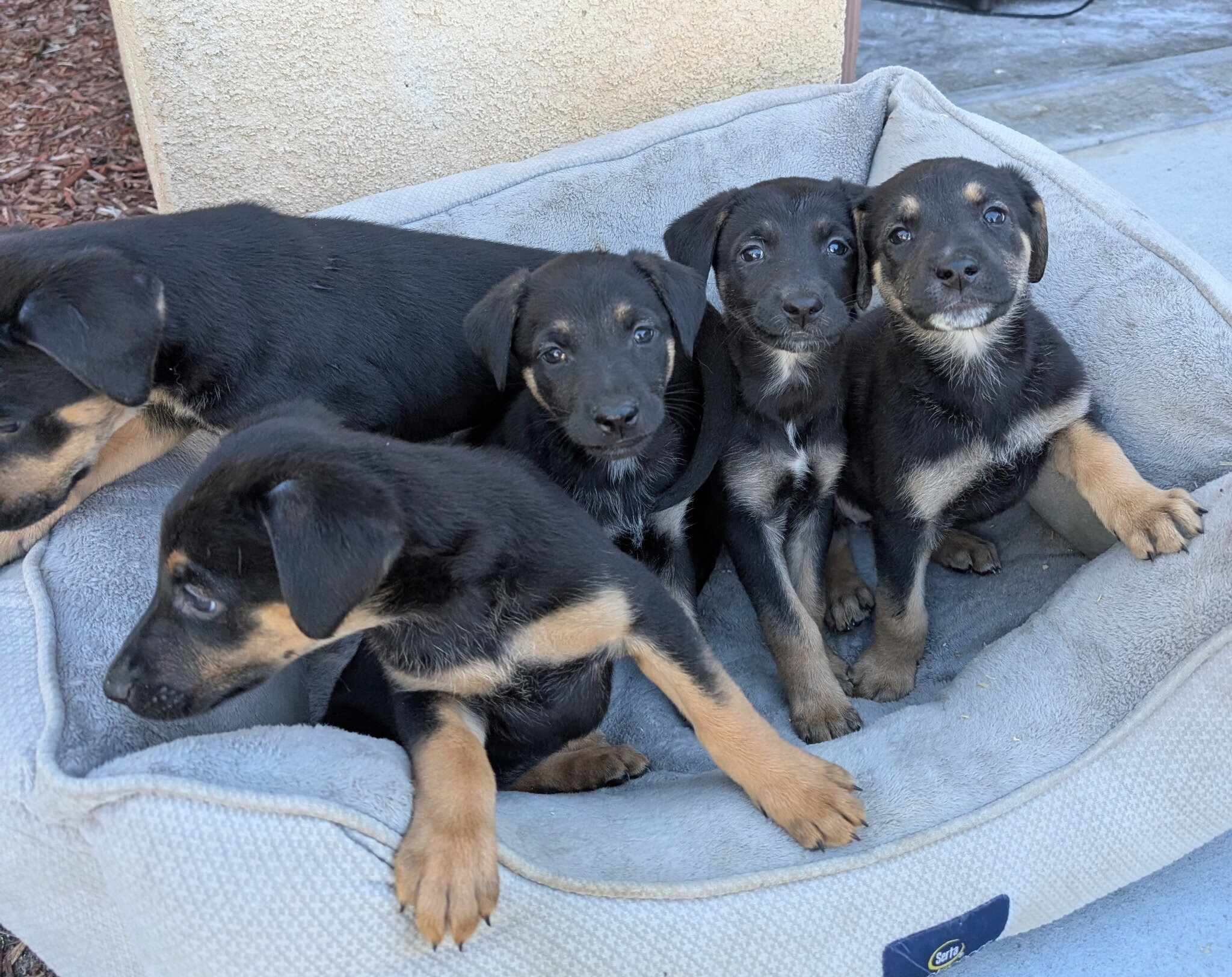 Mixed  puppies Belgian malinois and Rottweiler image 4