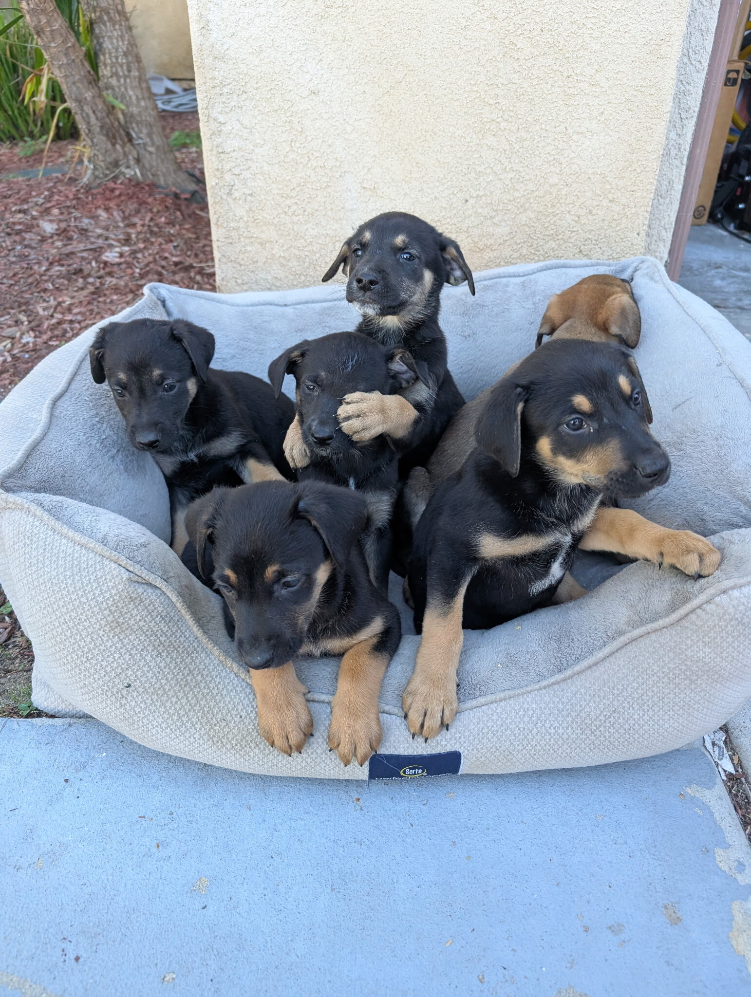 Mixed  puppies Belgian malinois and Rottweiler image 3