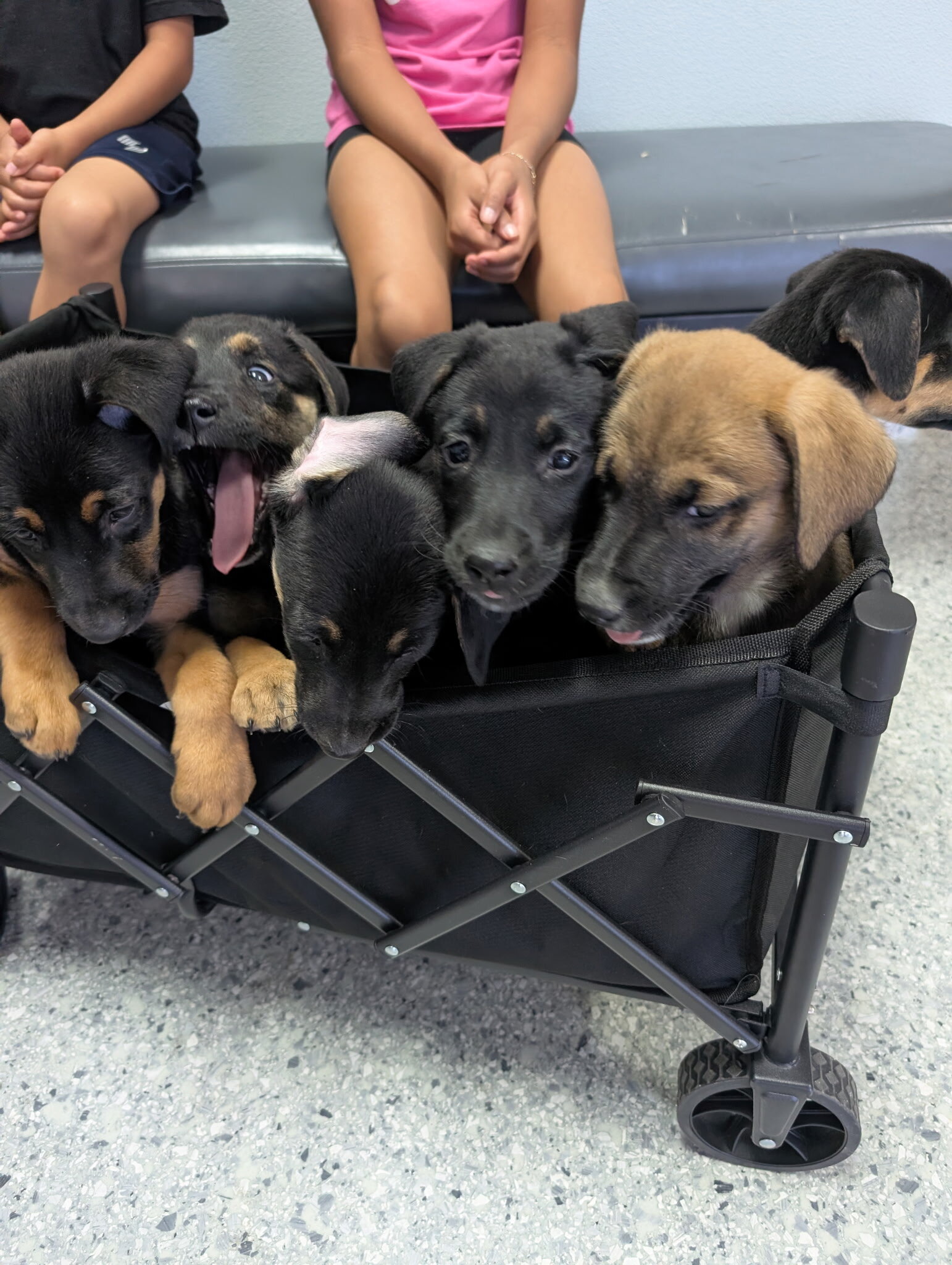 Mixed  puppies Belgian malinois and Rottweiler image 2