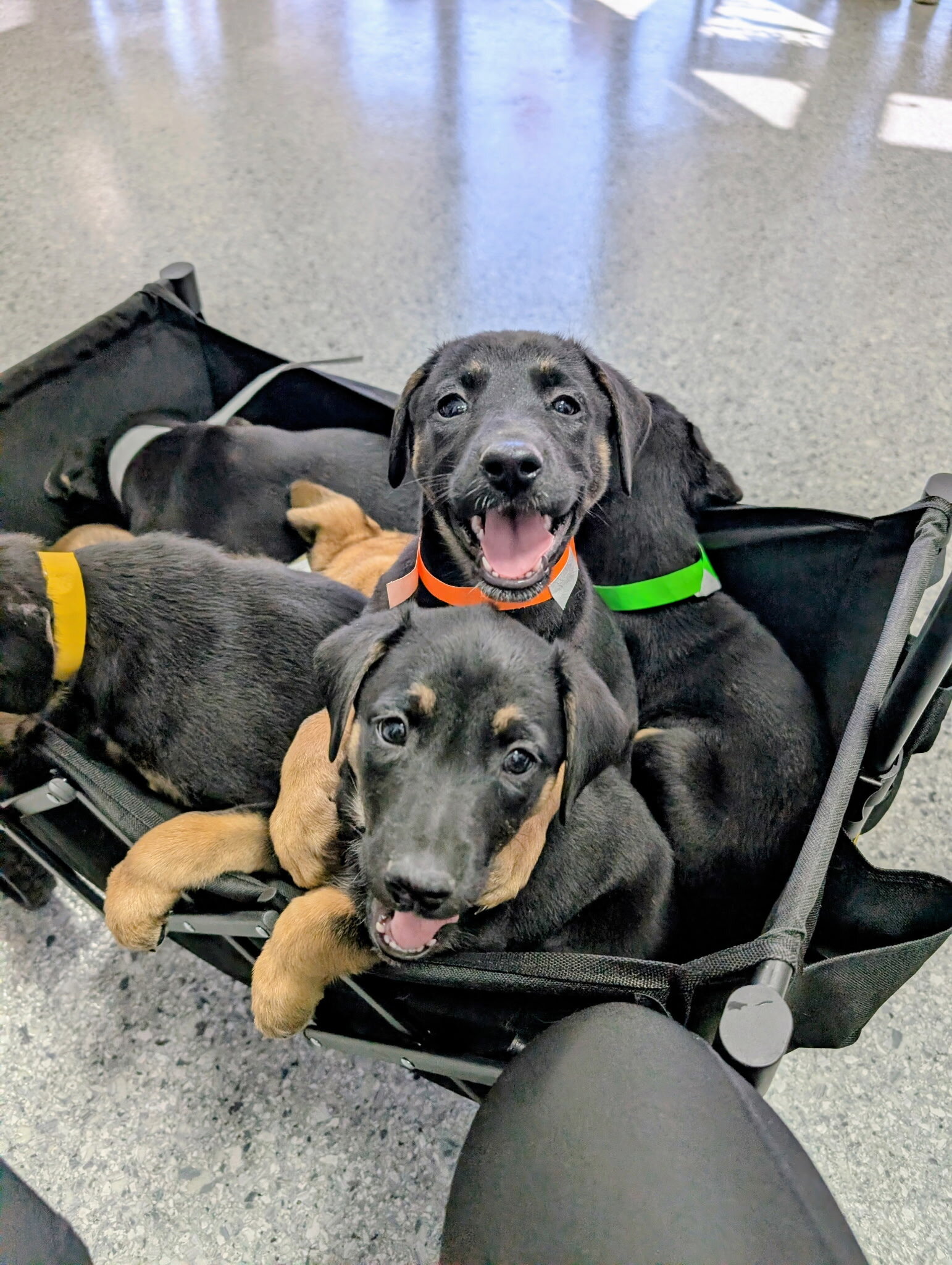 Mixed  puppies Belgian malinois and Rottweiler image 1