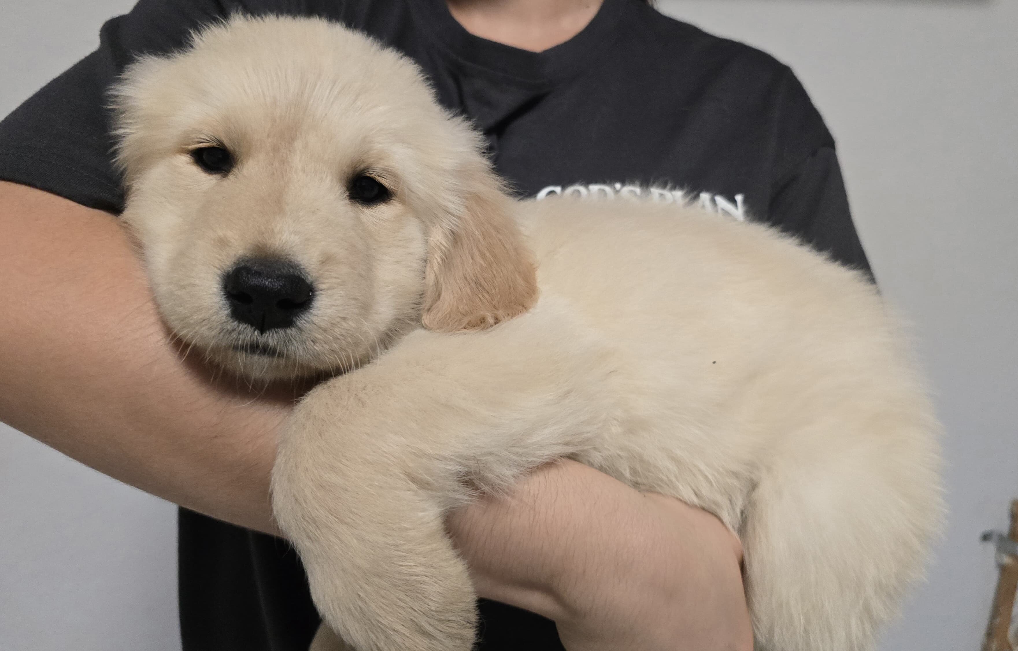 Golden Retriever puppies image 8