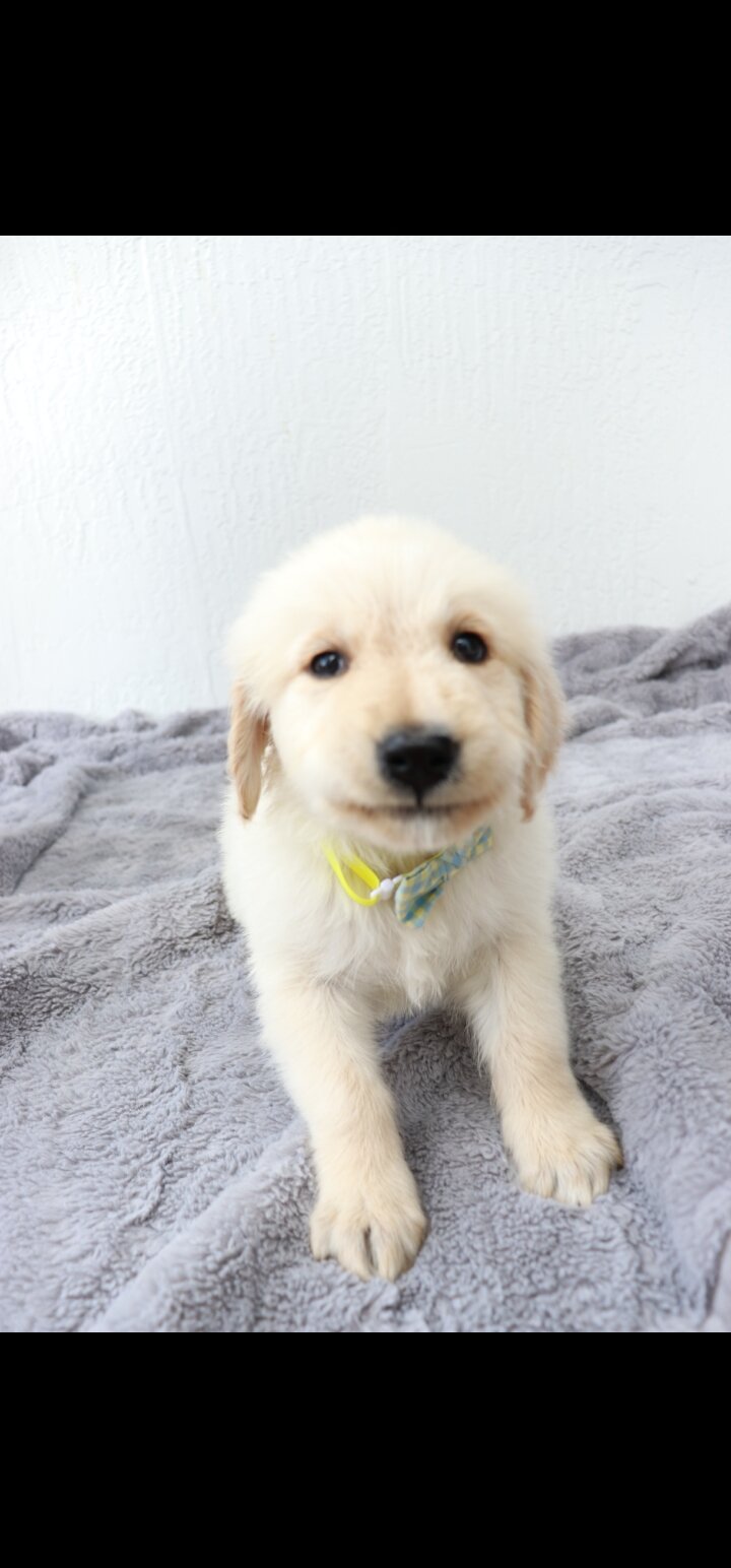 Golden Retriever puppies image 3