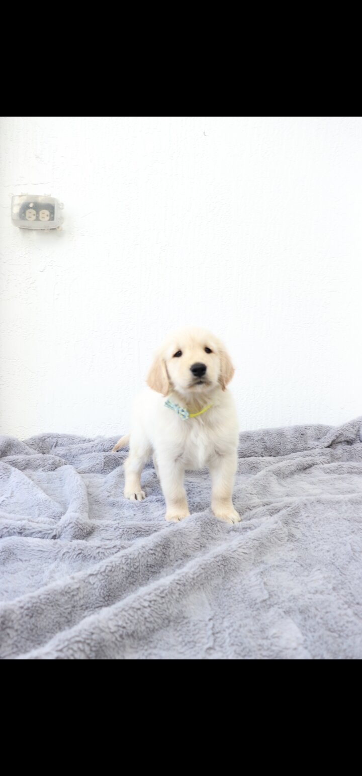 Golden Retriever puppies image 2