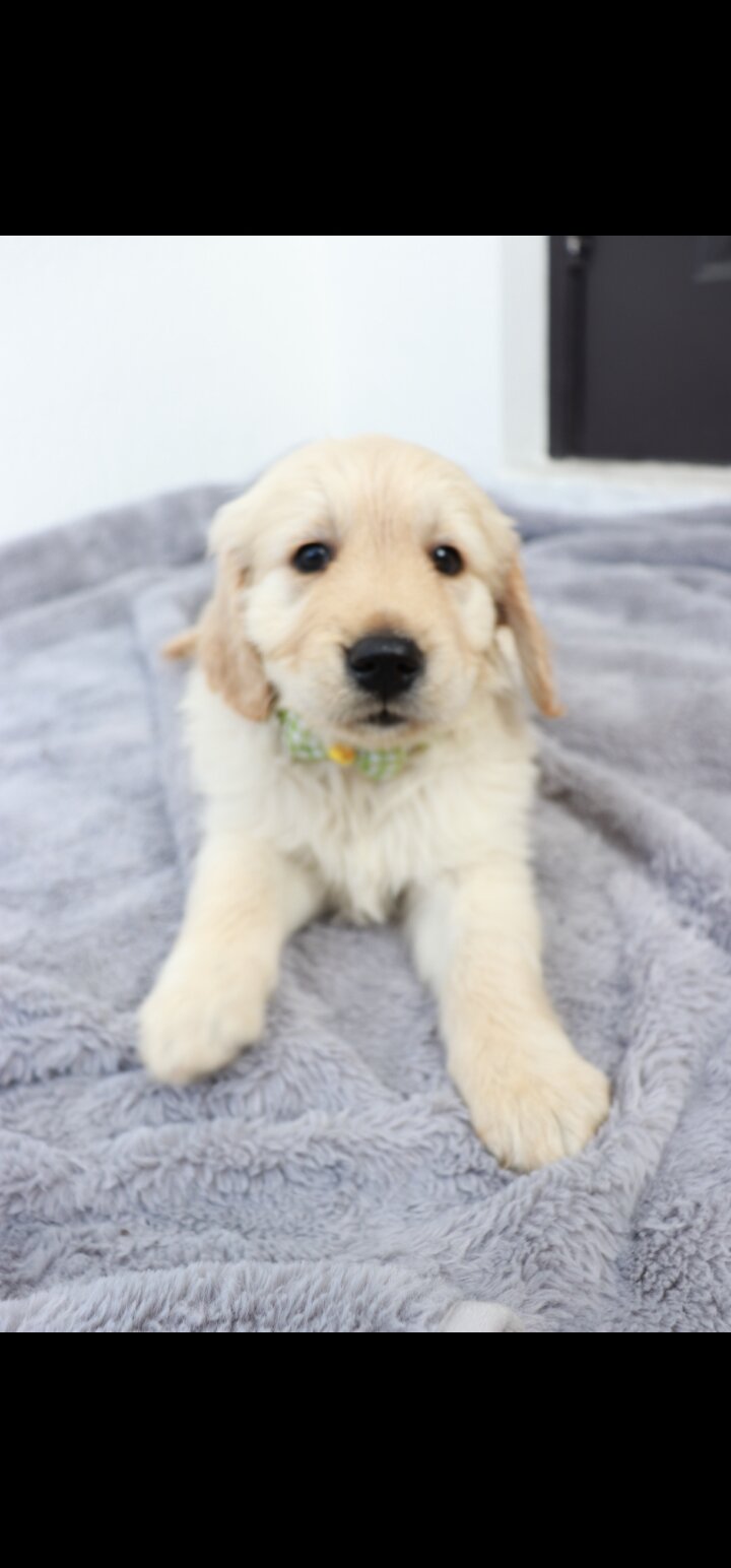 Golden Retriever puppies image 1