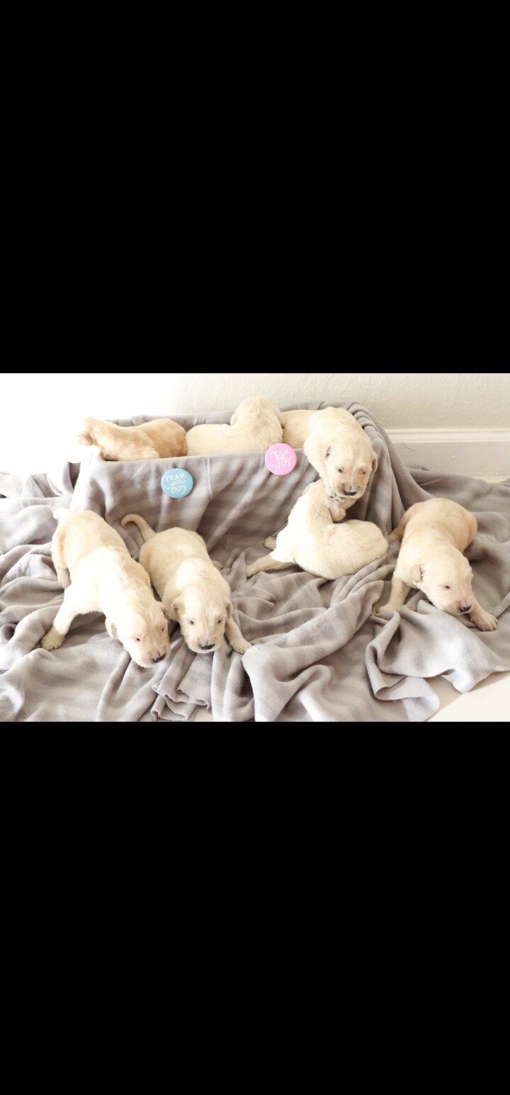 Golden Retriever puppies image 7