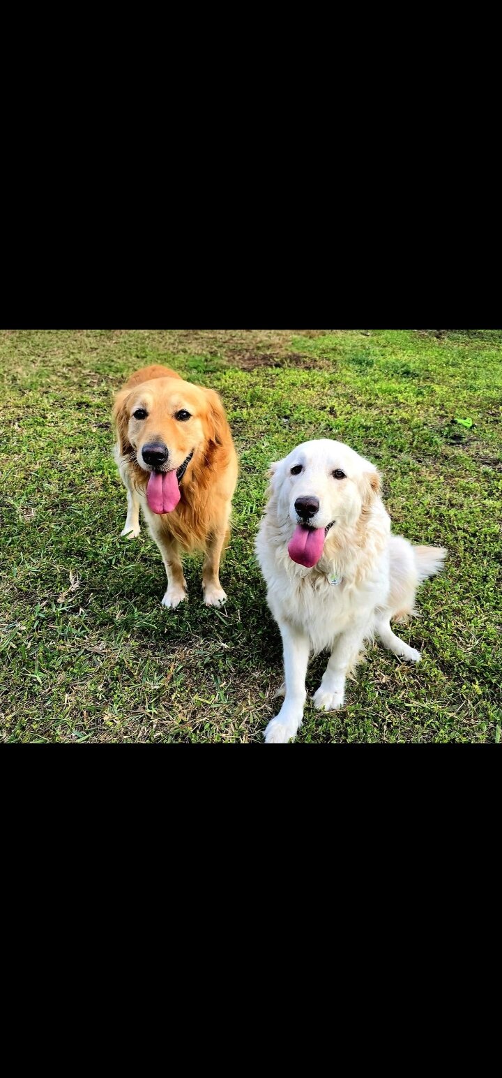 Golden Retriever puppies image 5