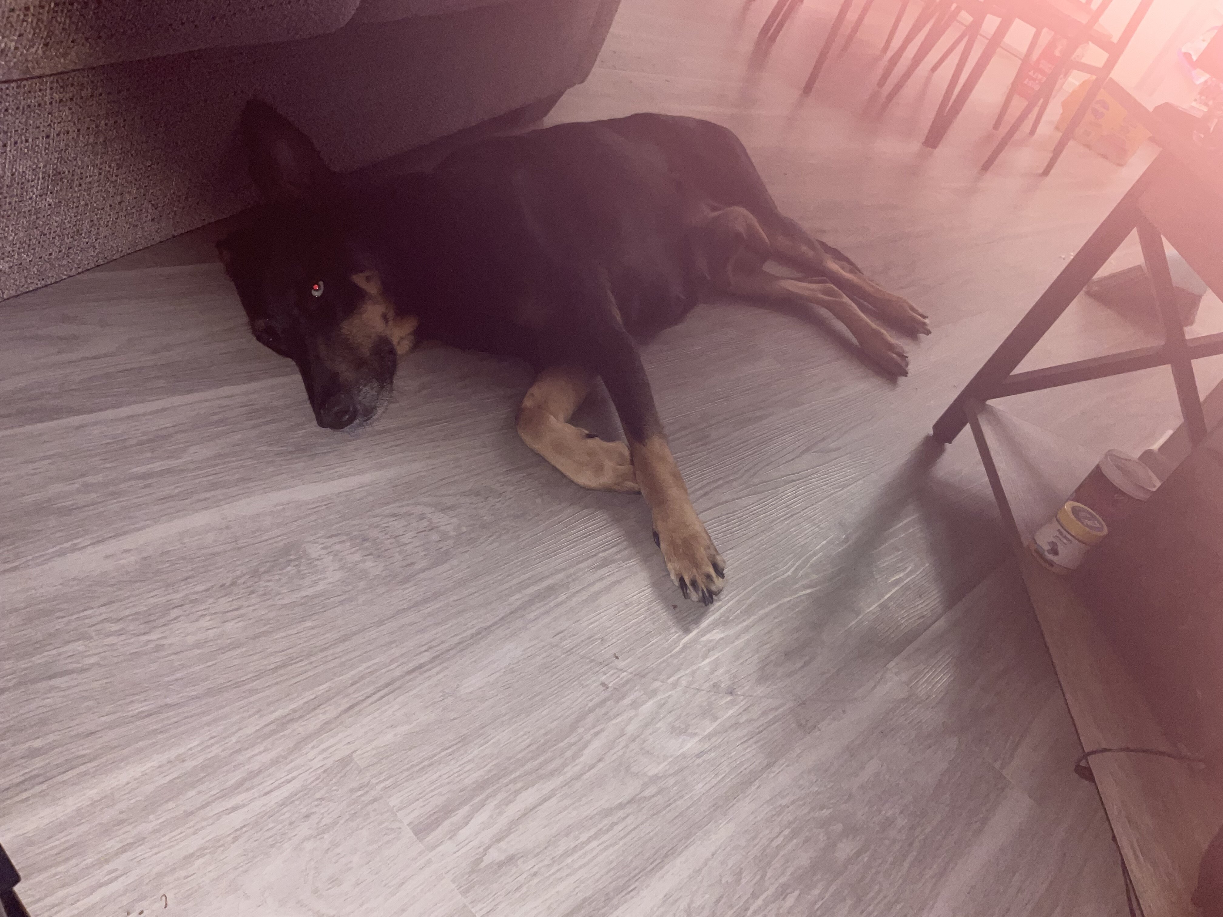 German shepherd mixed Puppies ADORABLE!!! image 2