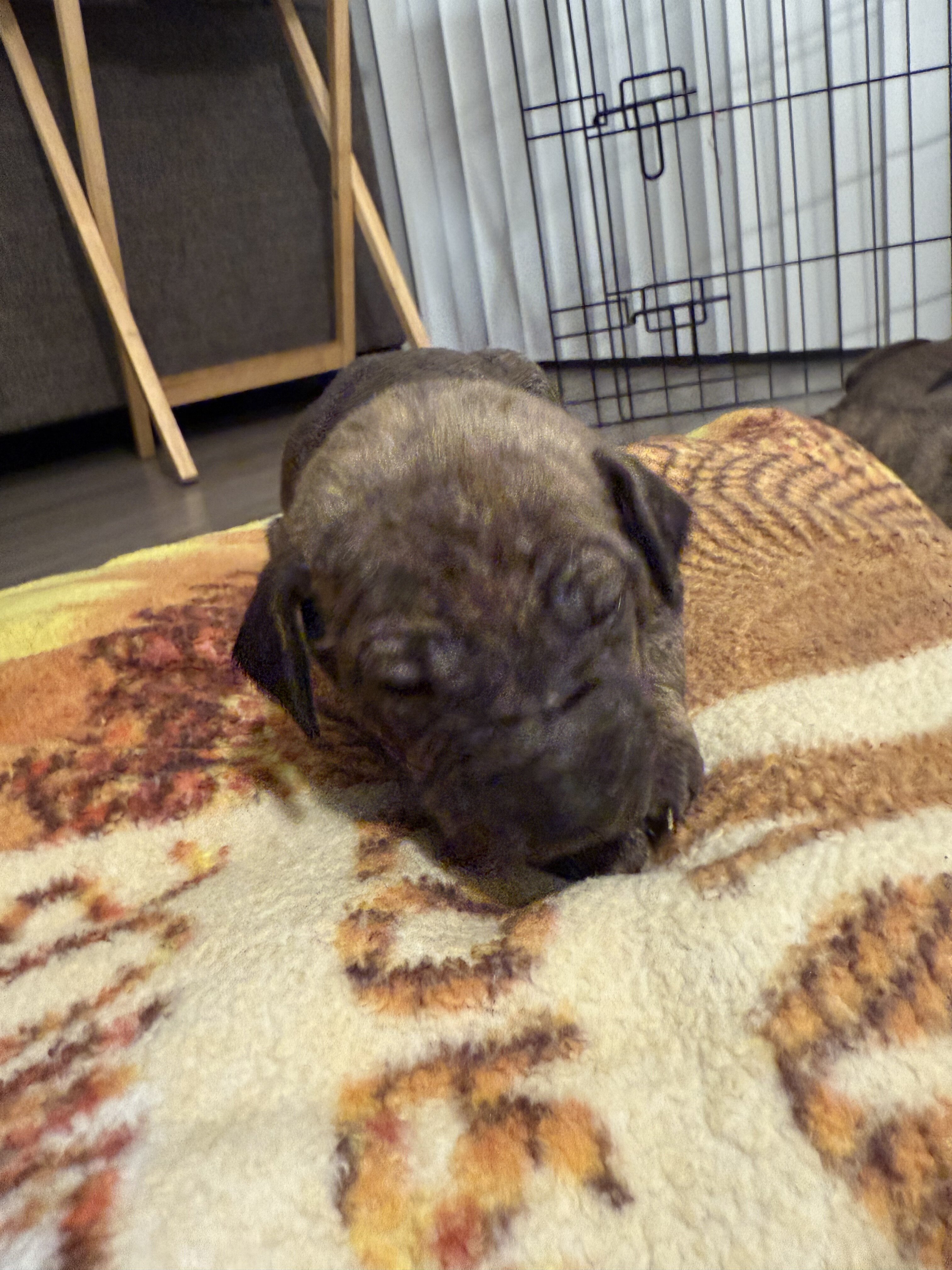 German shepherd mixed Puppies ADORABLE!!! image 1