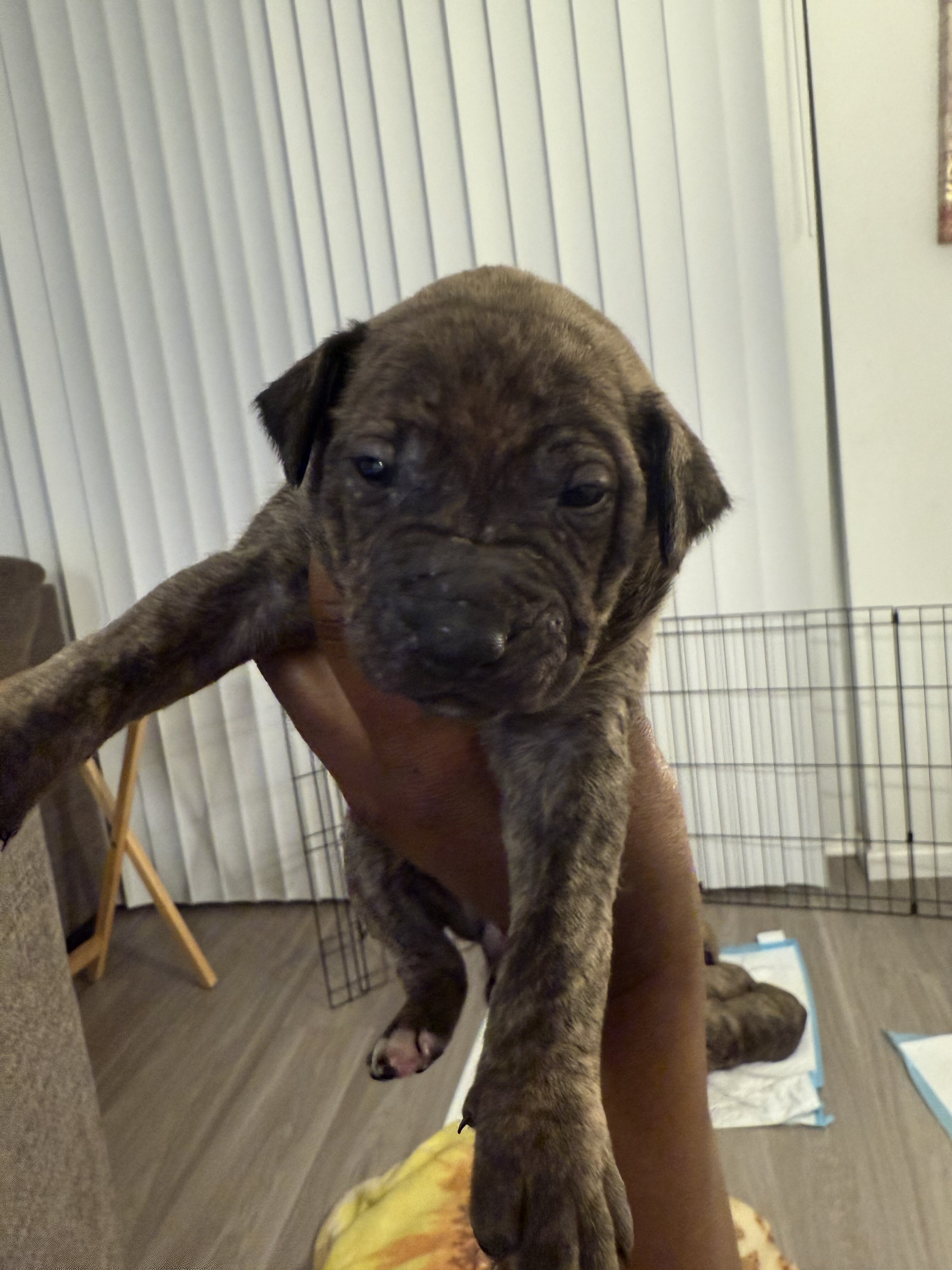 German shepherd mixed Puppies ADORABLE!!! image 5