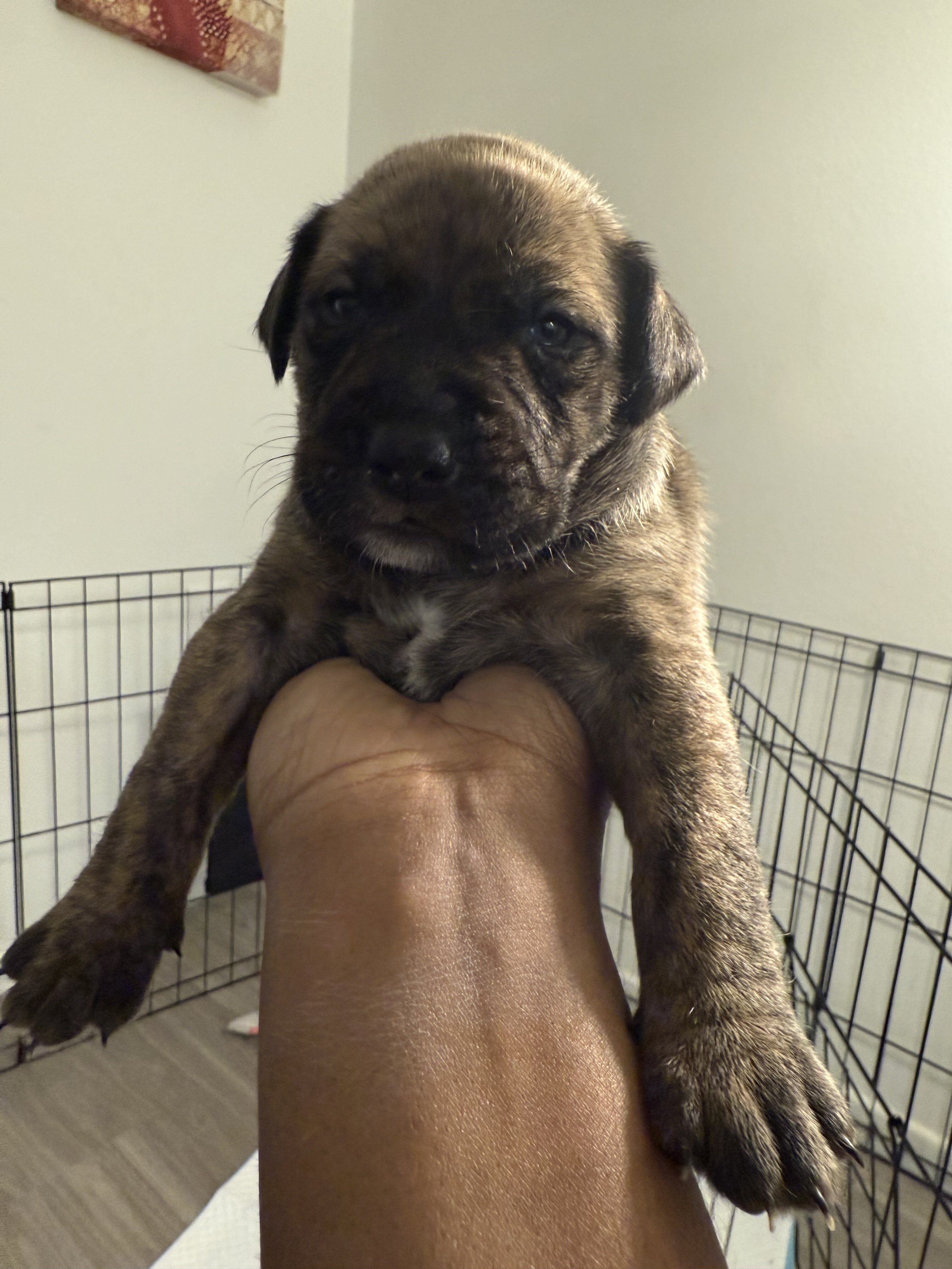 German shepherd mixed Puppies ADORABLE!!! image 4