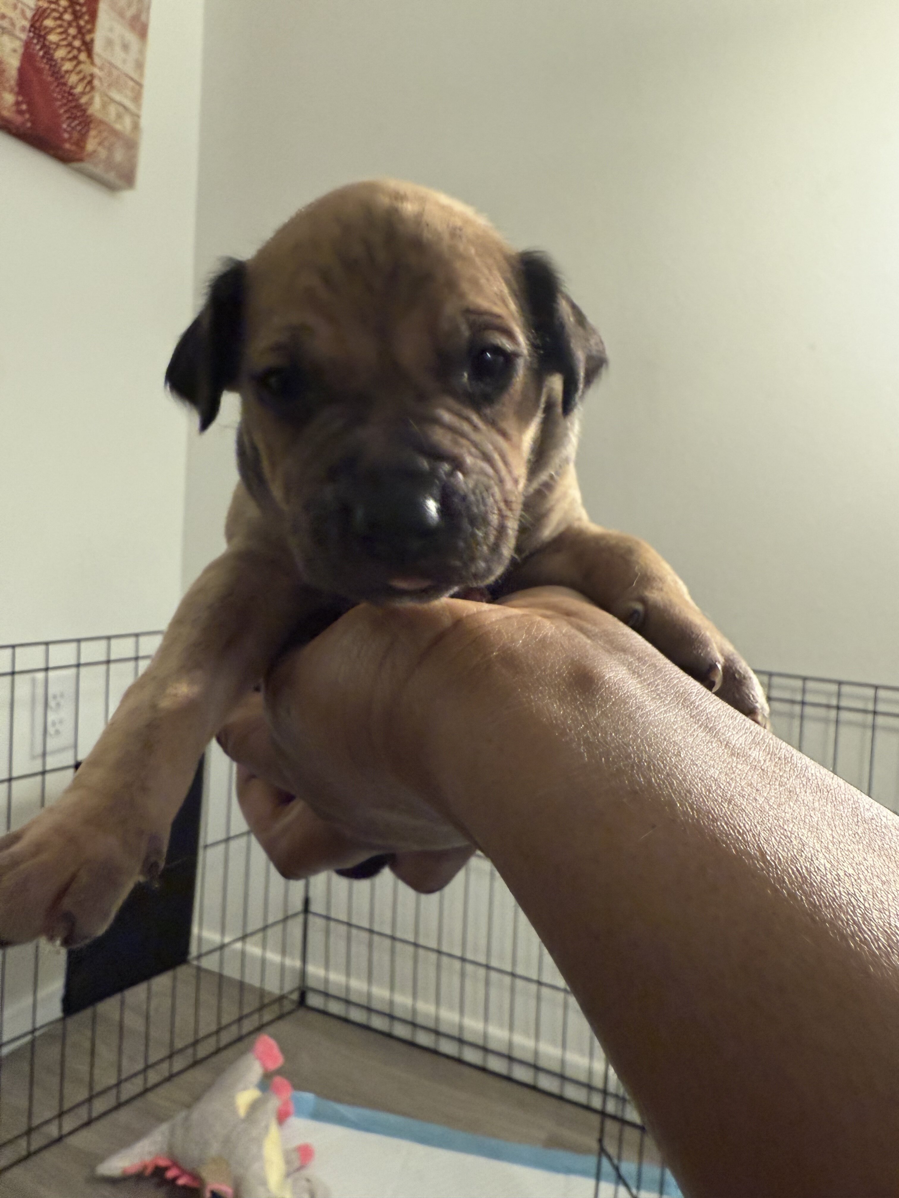 German shepherd mixed Puppies ADORABLE!!! image 3