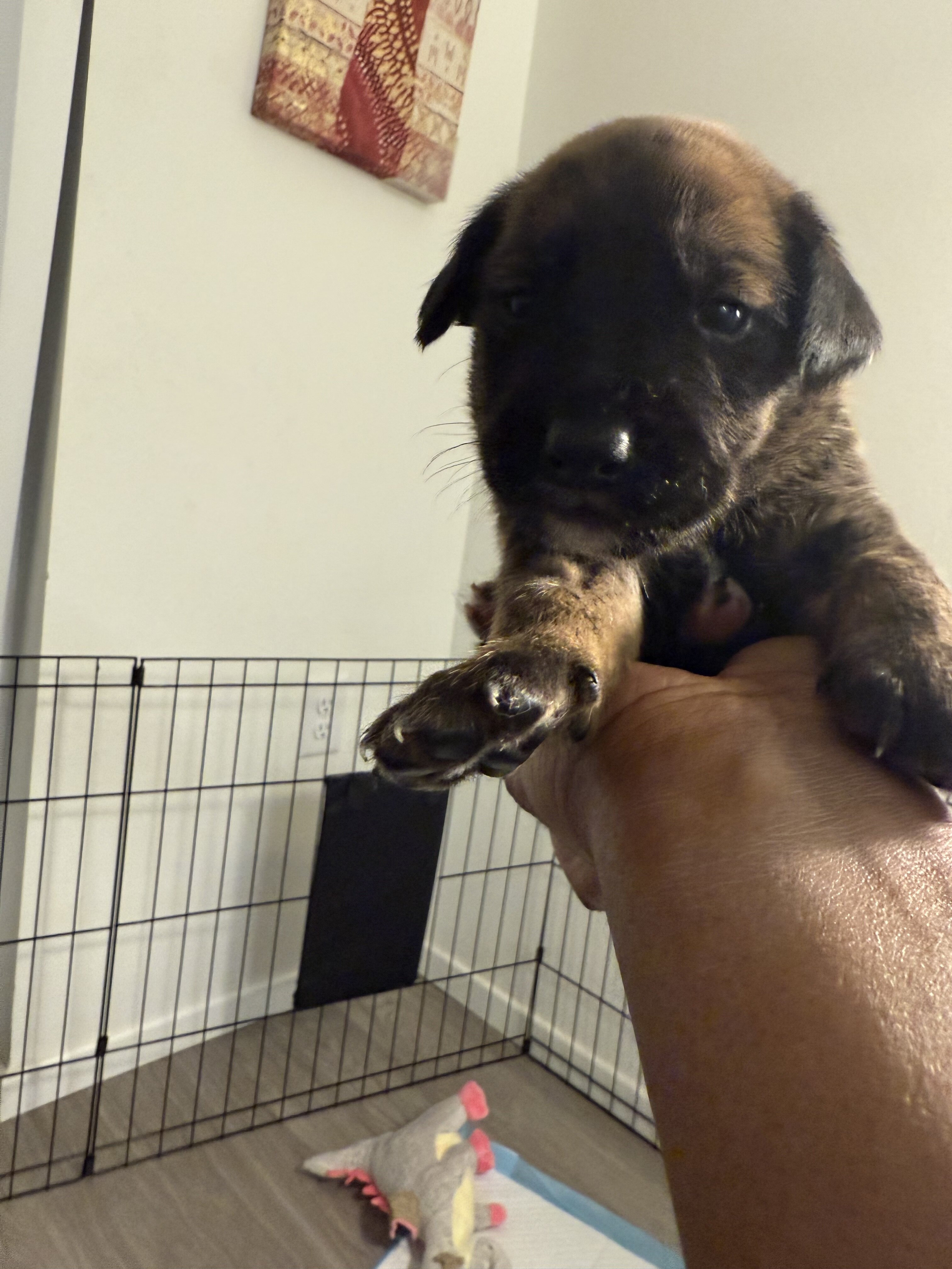 German shepherd mixed Puppies ADORABLE!!! image 9