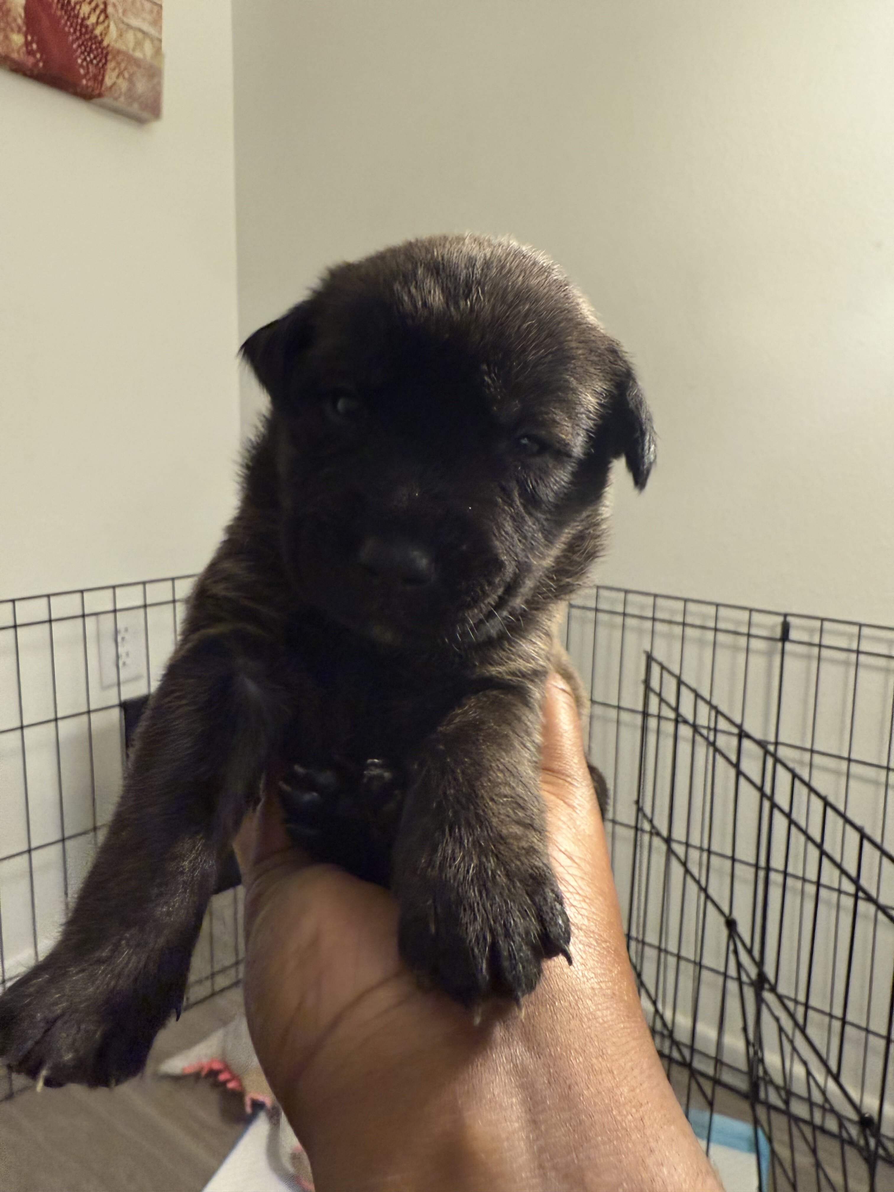German shepherd mixed Puppies ADORABLE!!! image 8