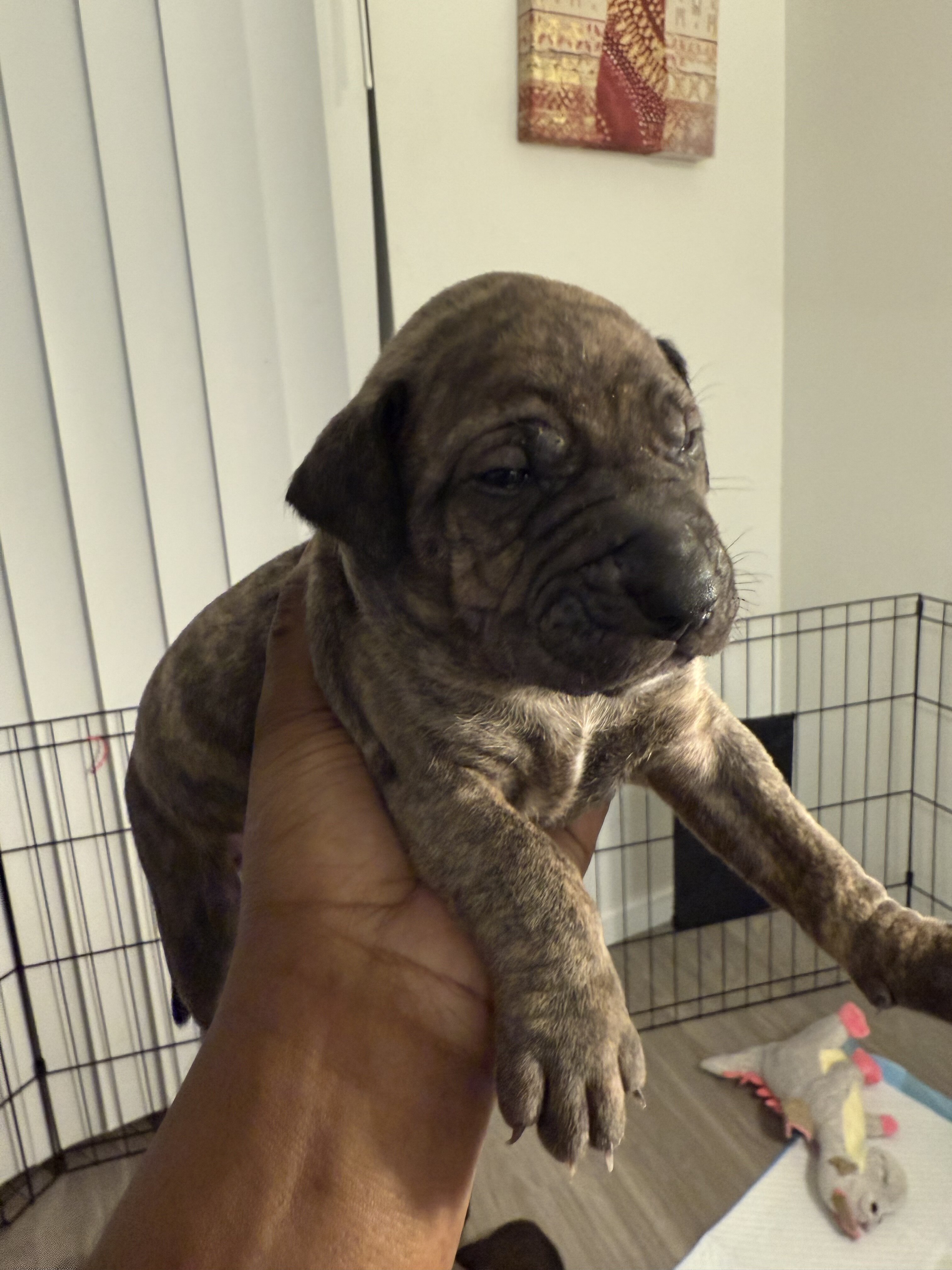 German shepherd mixed Puppies ADORABLE!!! image 10