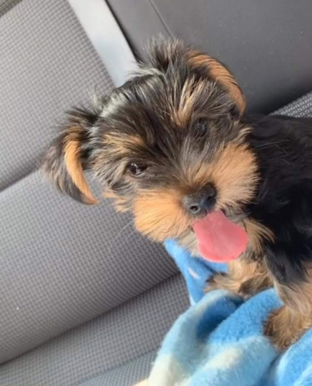 Teacup Yorkie Puppies image 1