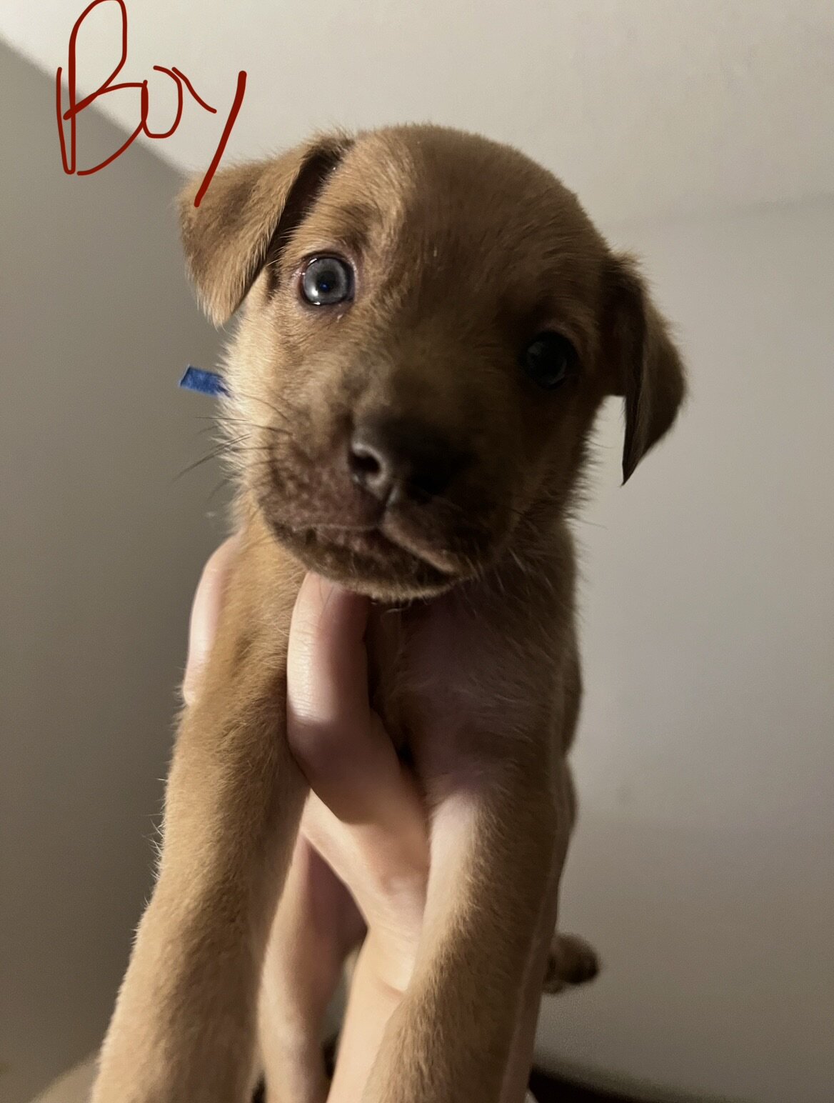 Puppies image 4