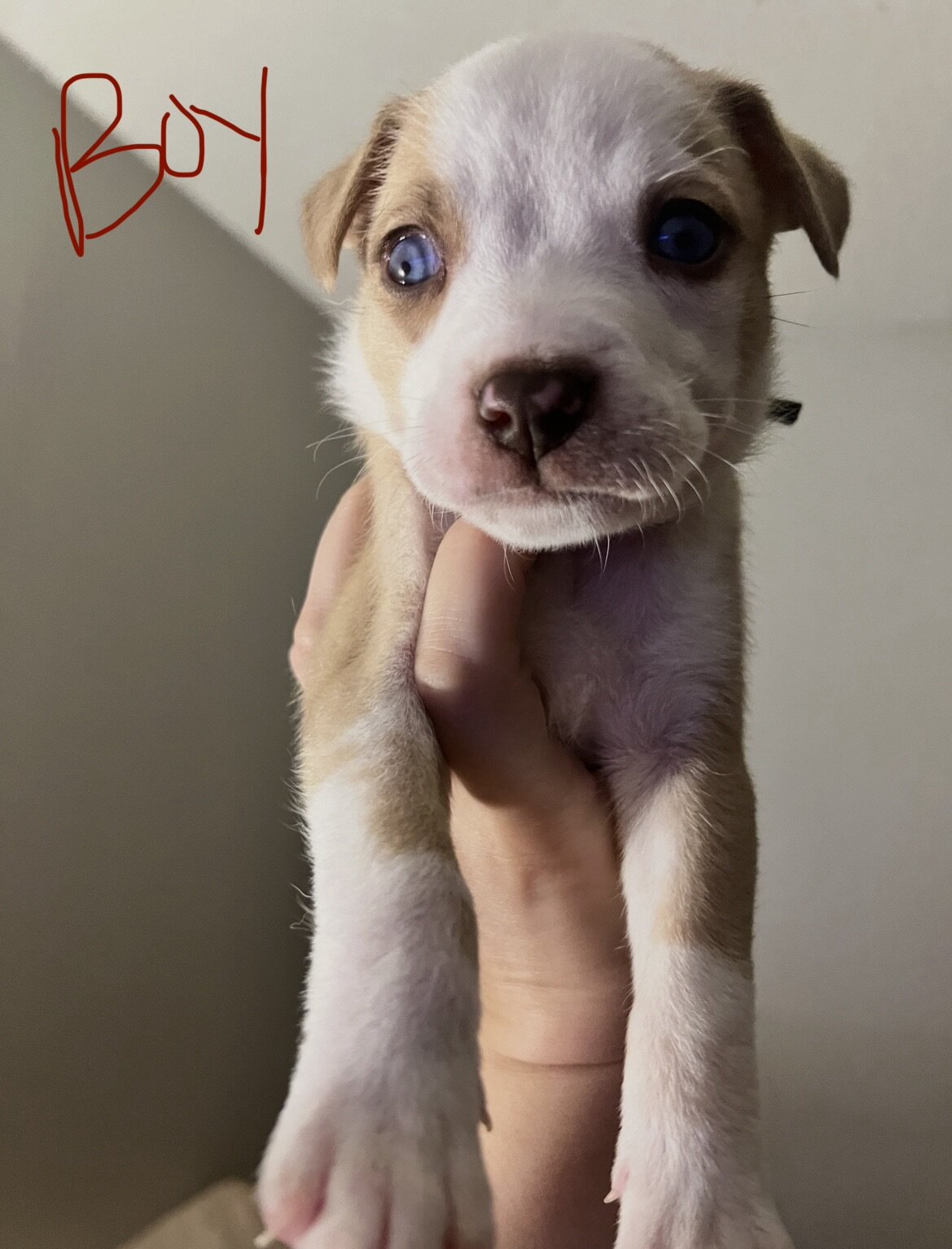 Puppies image 3