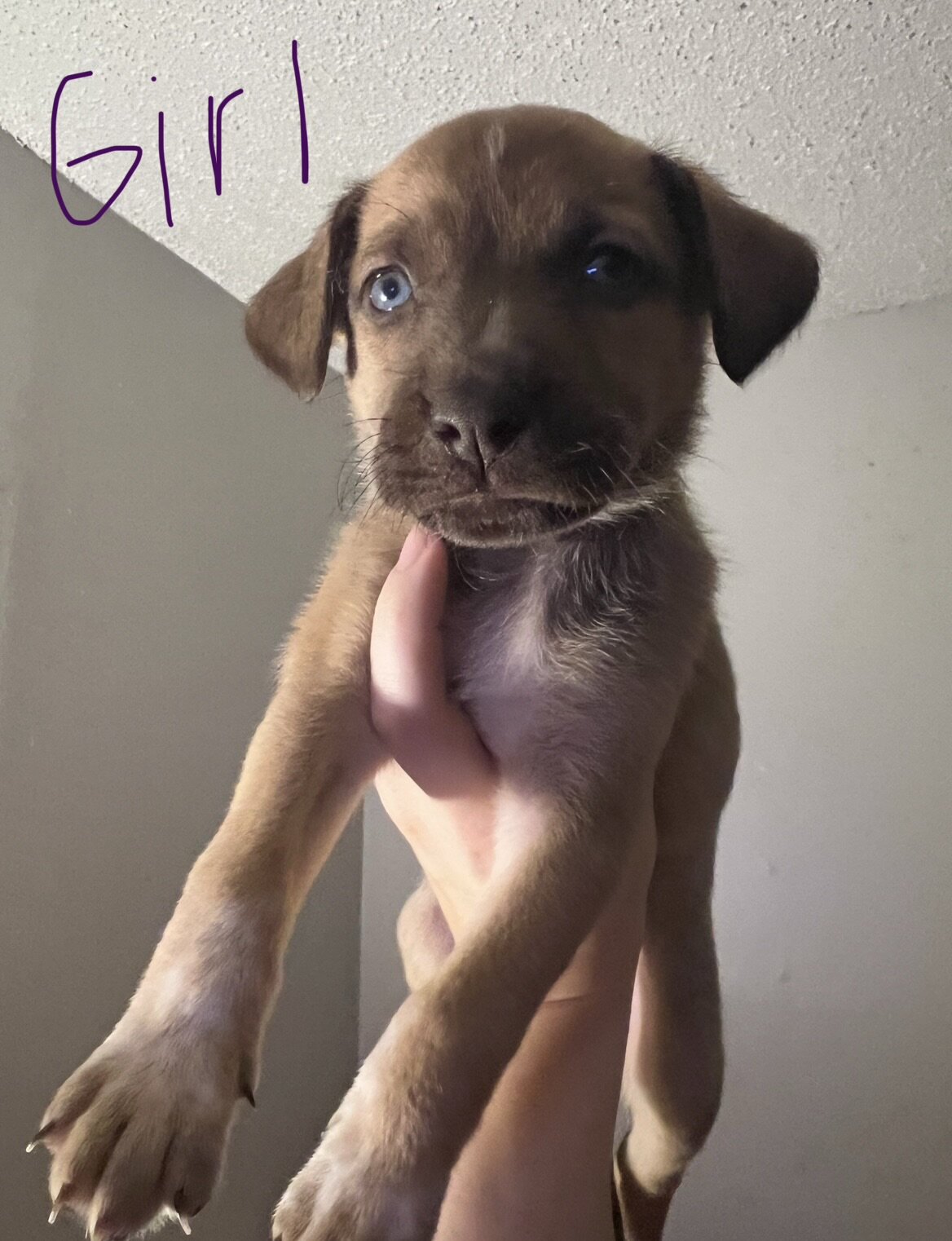 Puppies image 1
