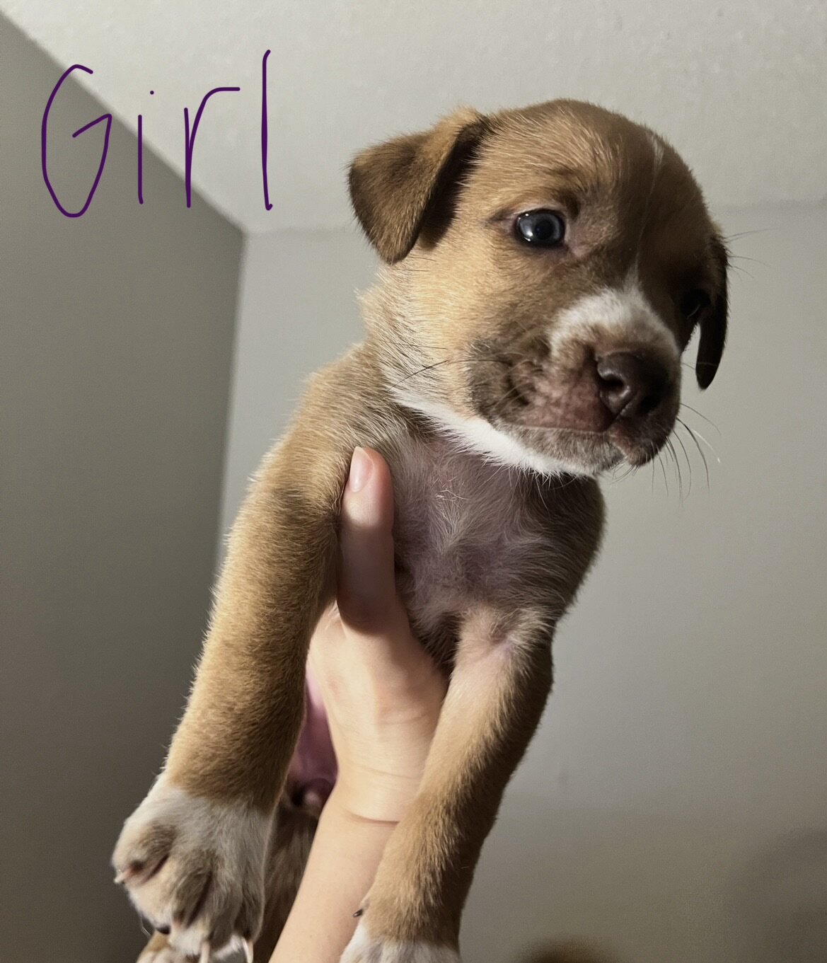 Puppies image 2