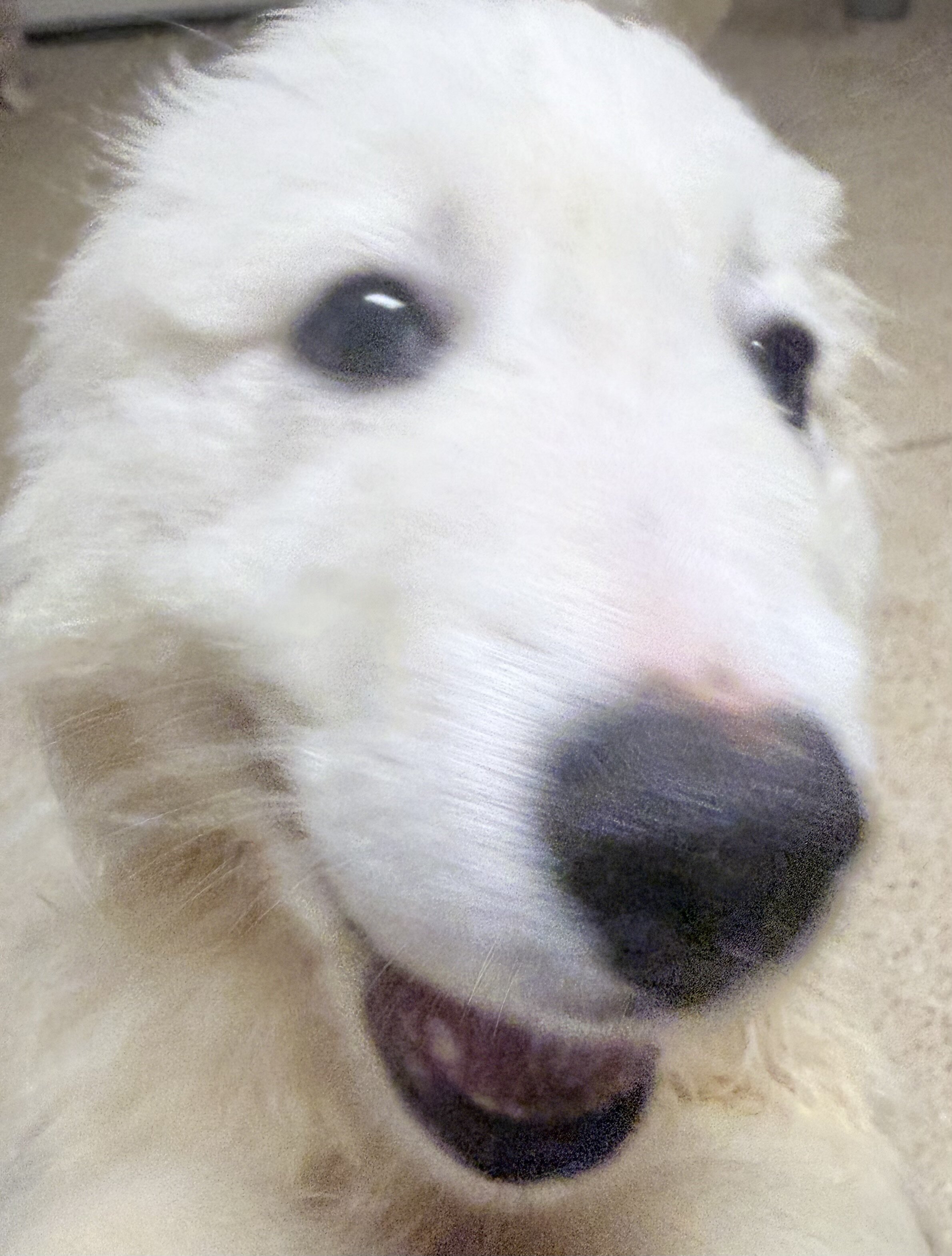 ✨ Great Pyrenees Puppies🐾 - New Home Ready image 3